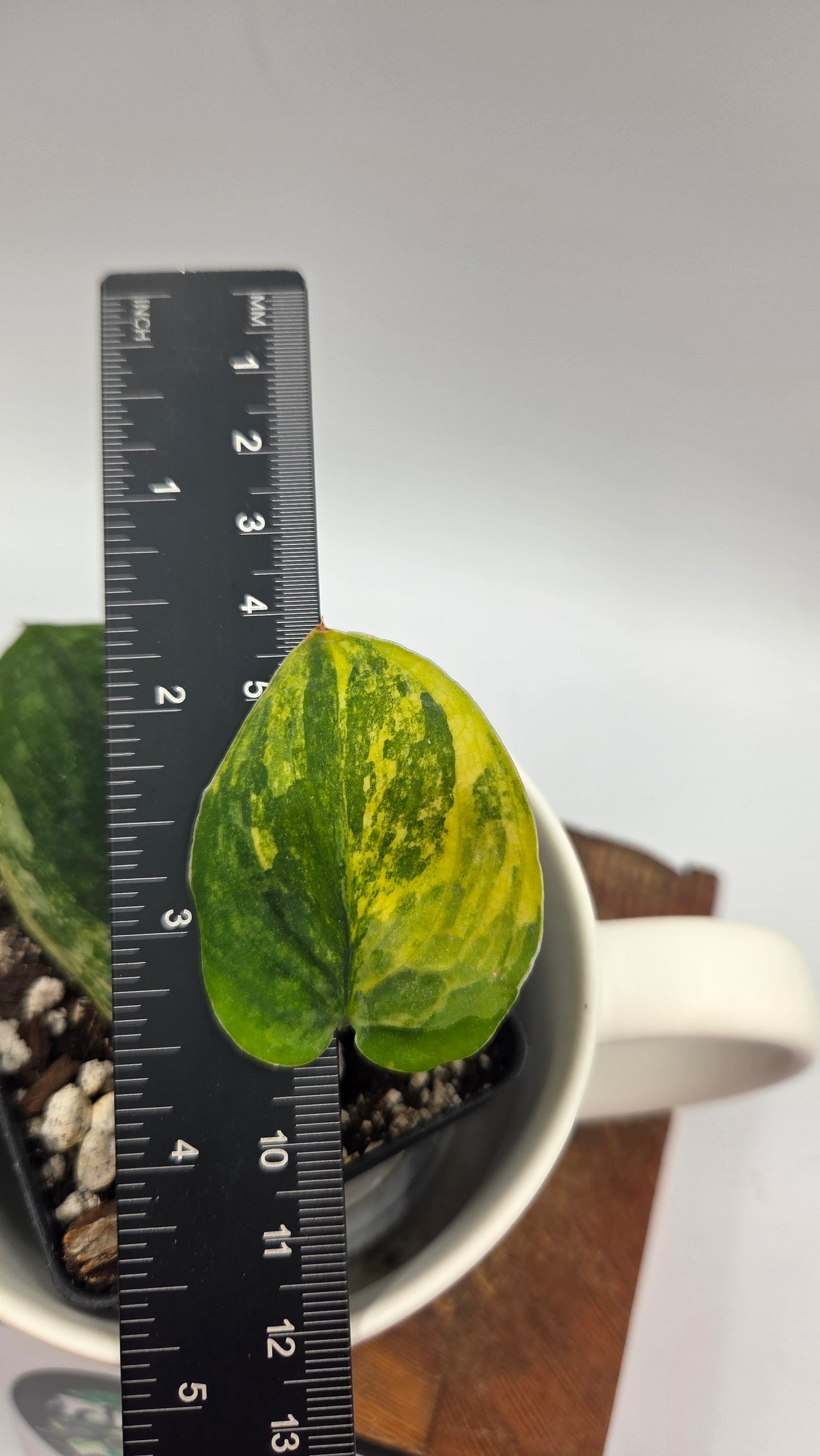Scindapsus Parahiyangan (SCI-1069)