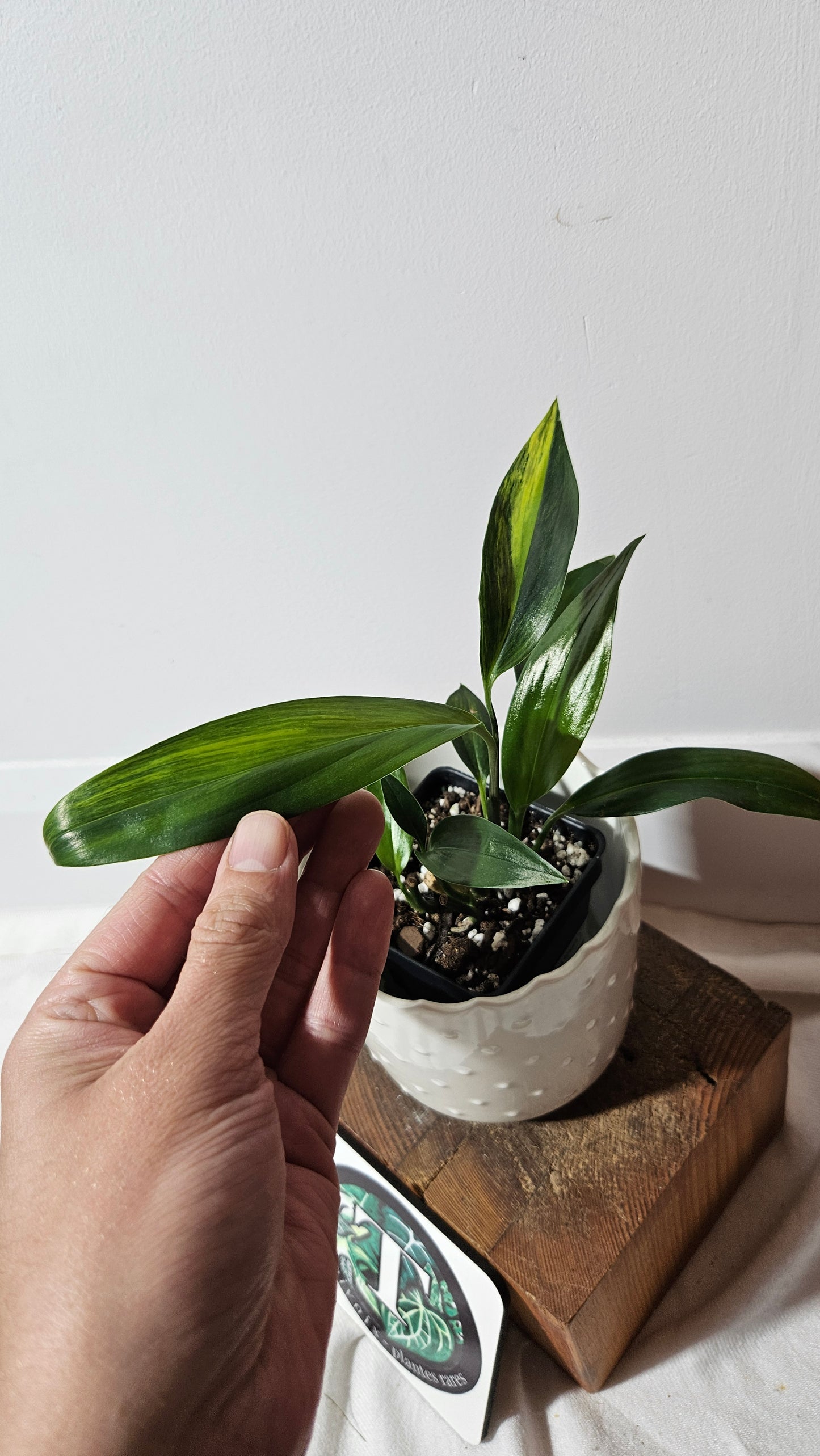 Epipremnum Amplissinum Variegata (EPI-217)