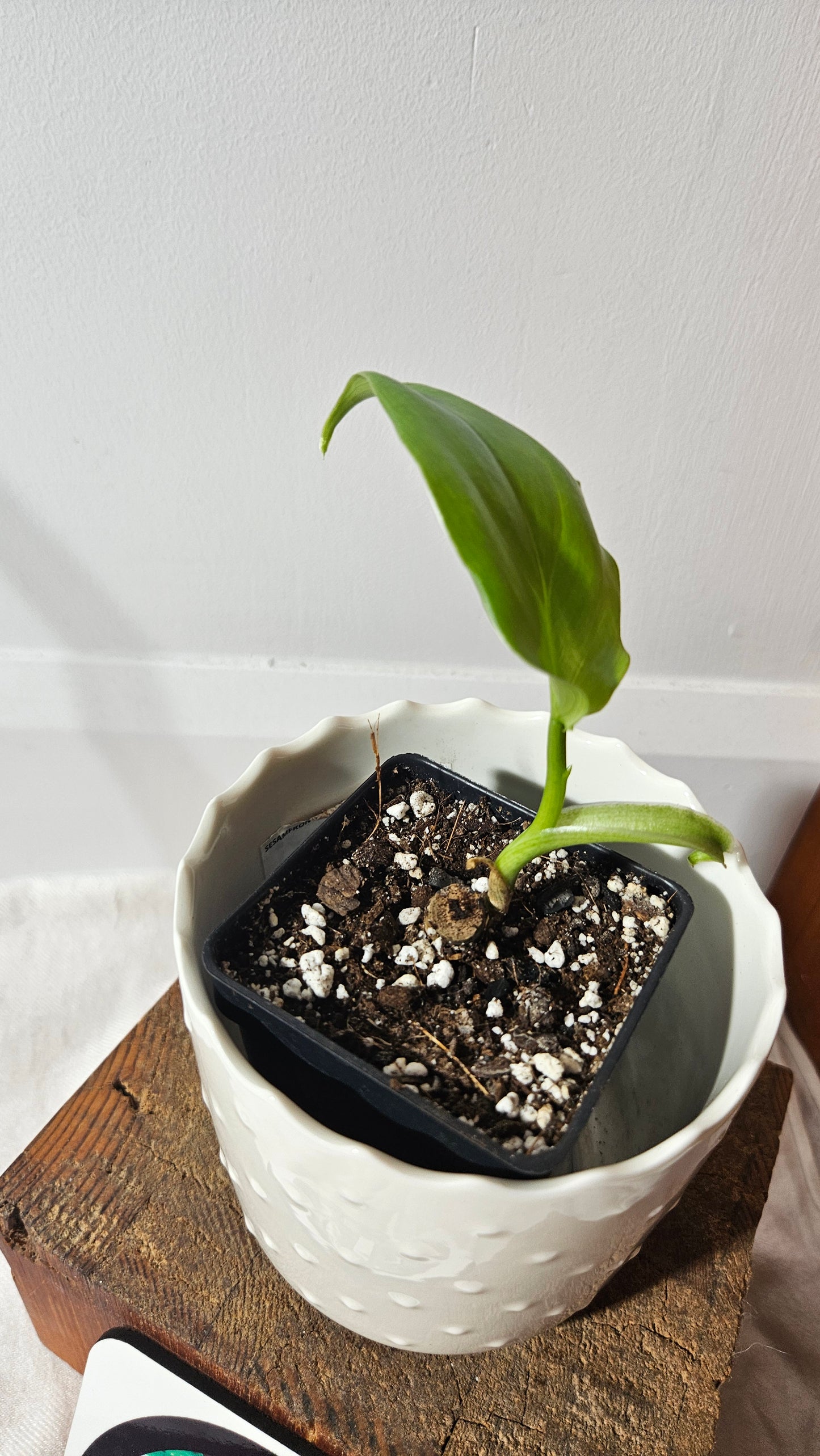 Philodendron Tripartitum (PHI-800)