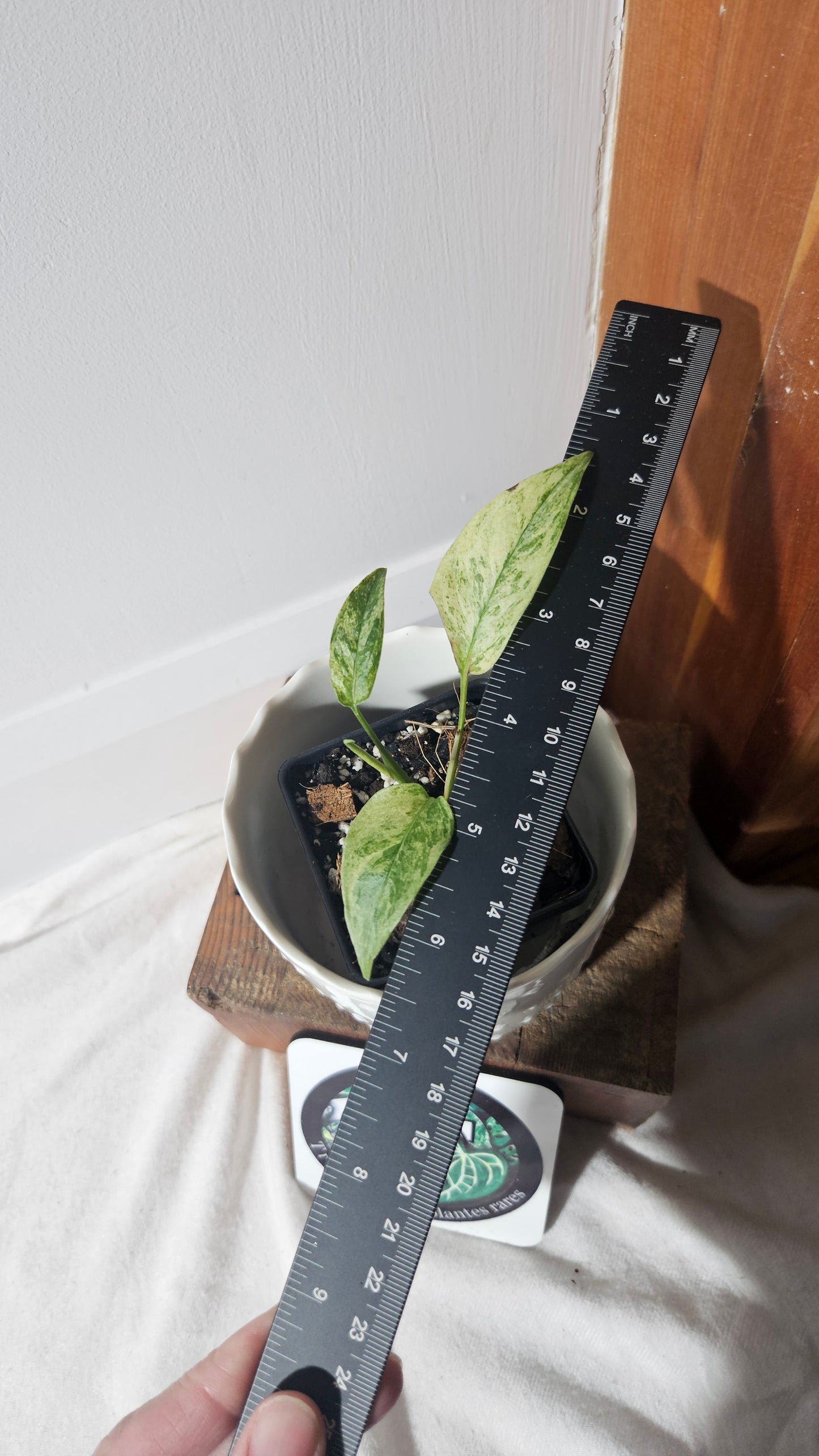 Monstera Laniata Mint (MON-395)