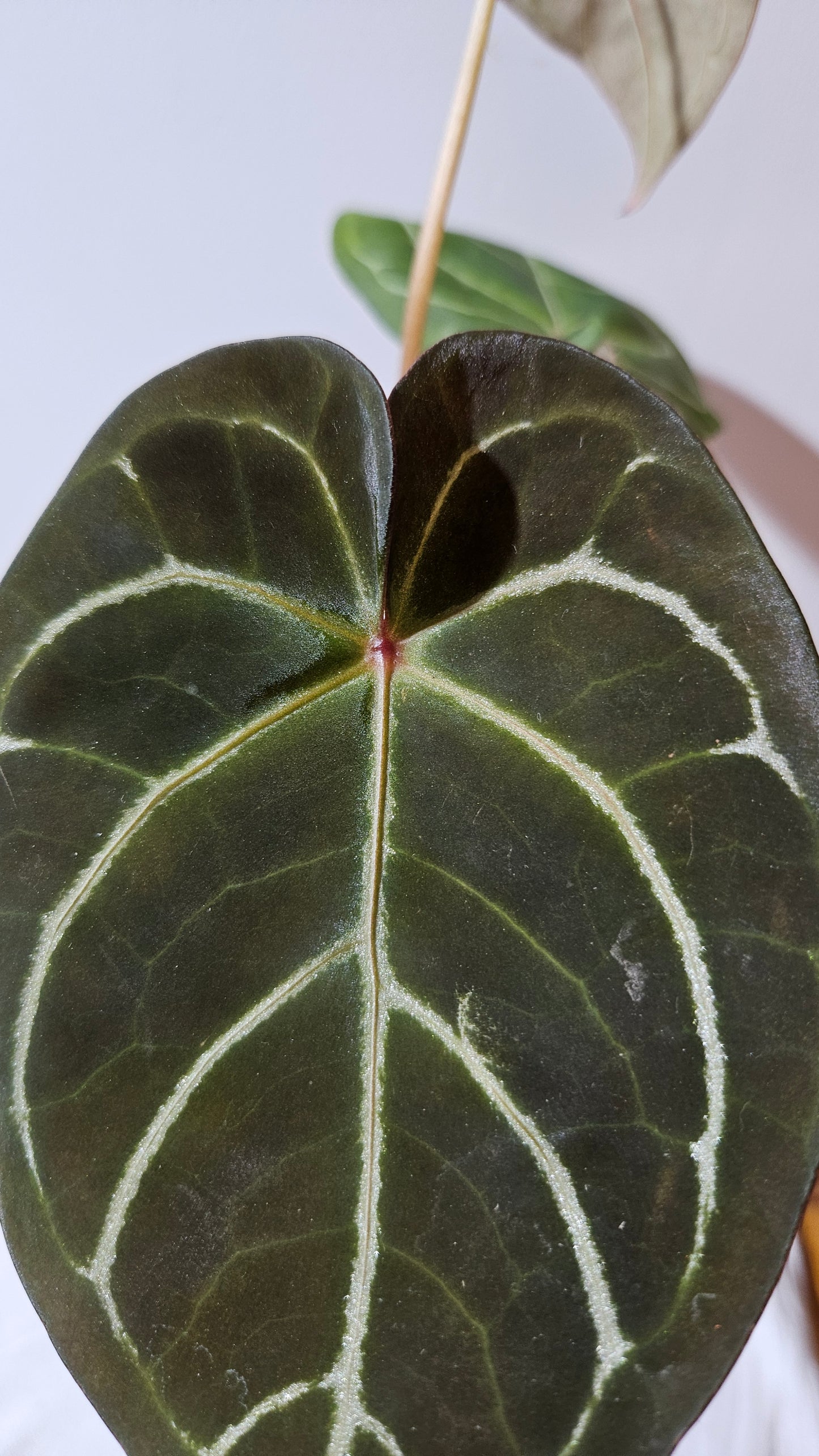 Anthurium Carlablackiae (Indo) X Hoffmanii "format MOYEN/LARGE" (ANT-382)