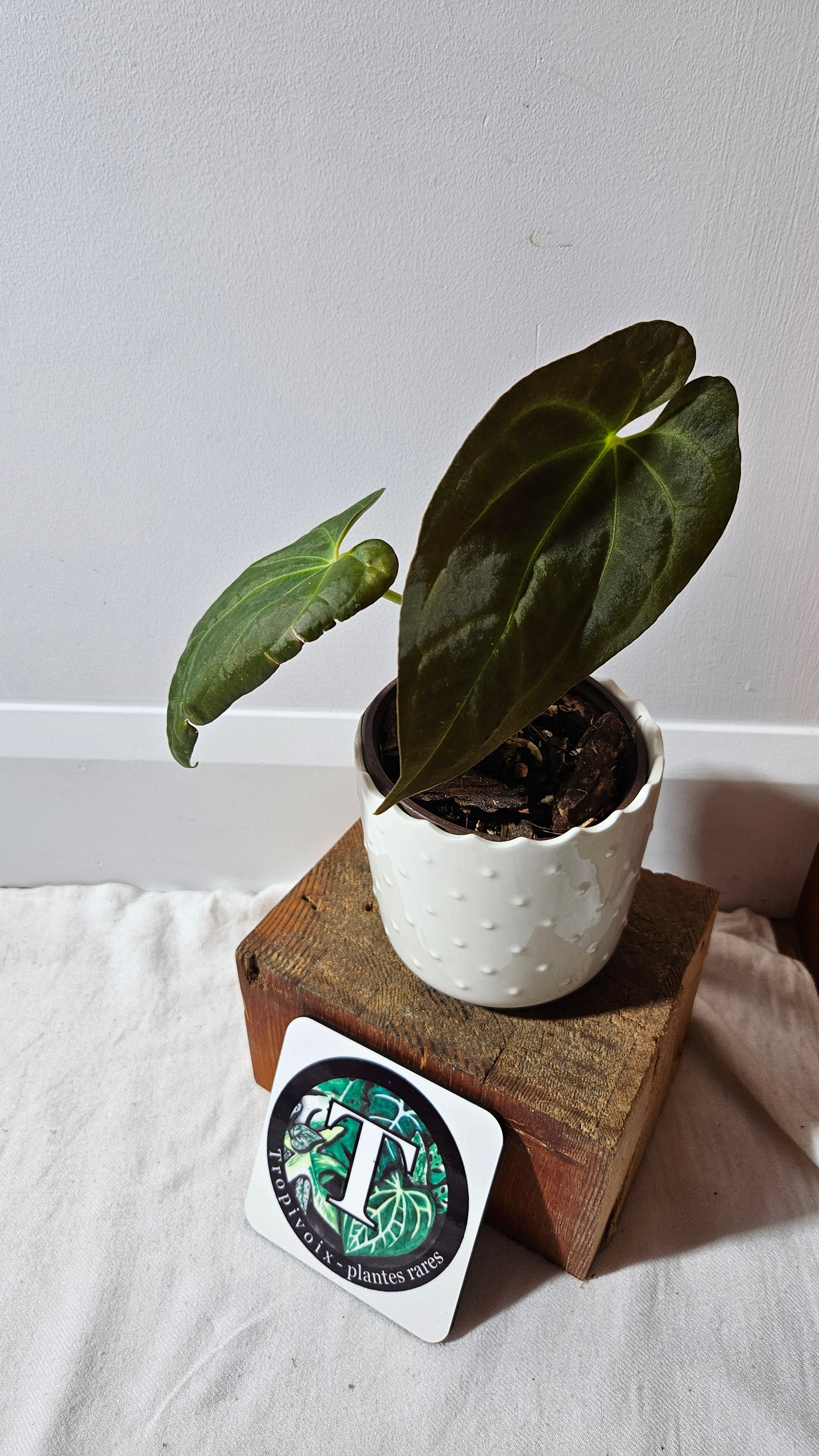 Anthurium Dark Phoenix X Panama "format MOYEN" (ANT-492)