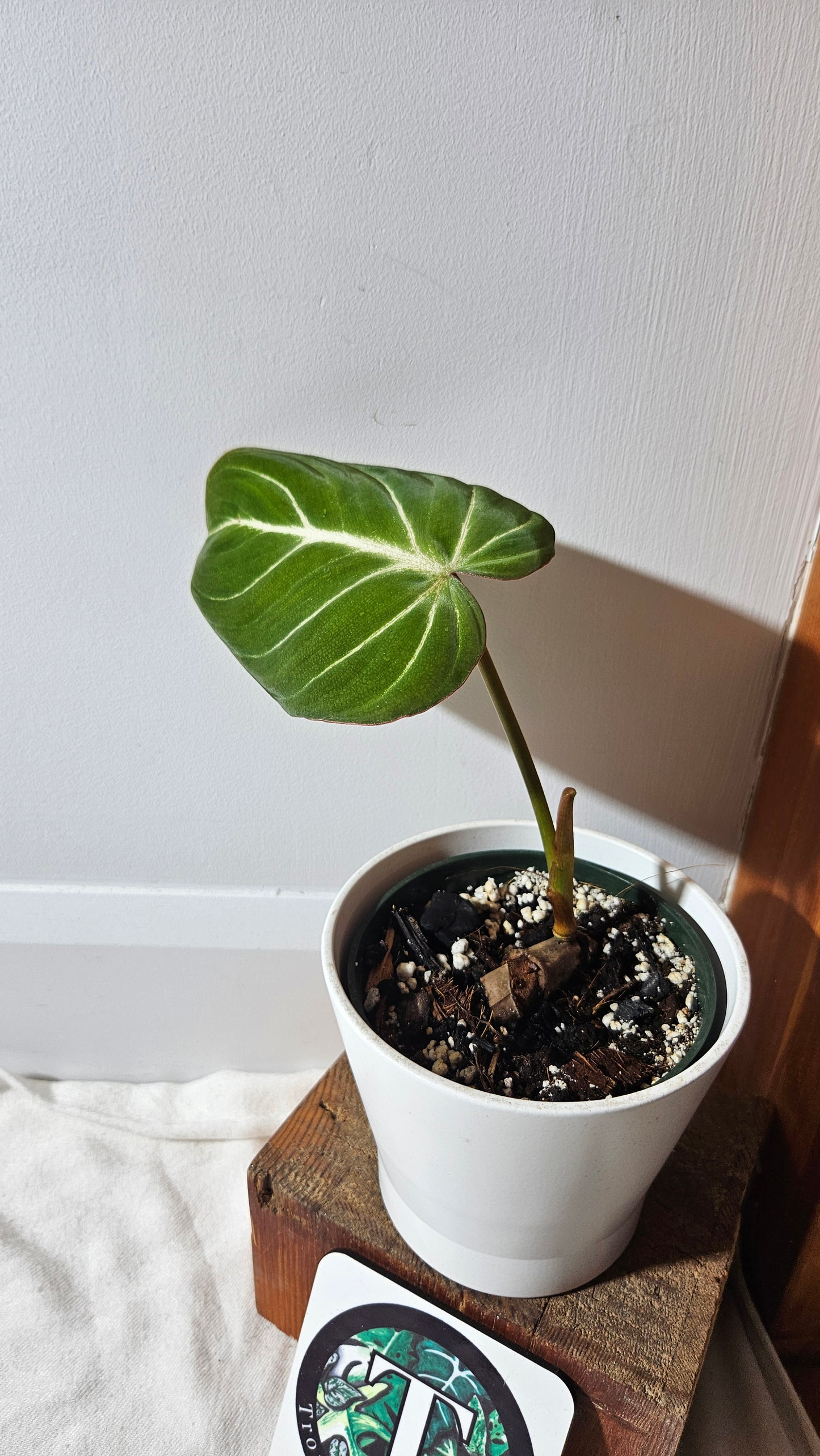 Philodendron Gloriosum Dark (PHI-782)