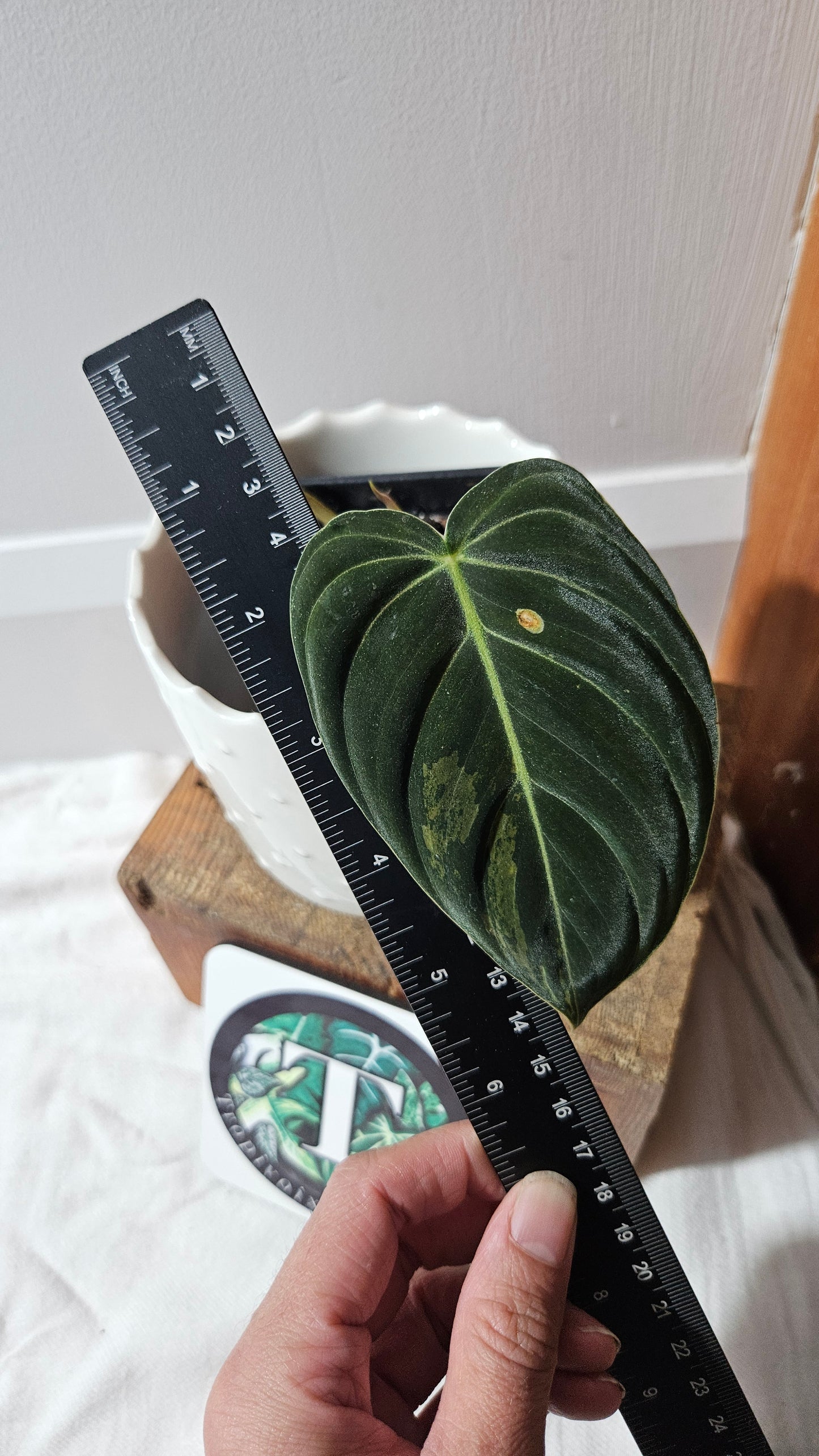 Philodendron Melanochrysum Variegata (PHI-868)