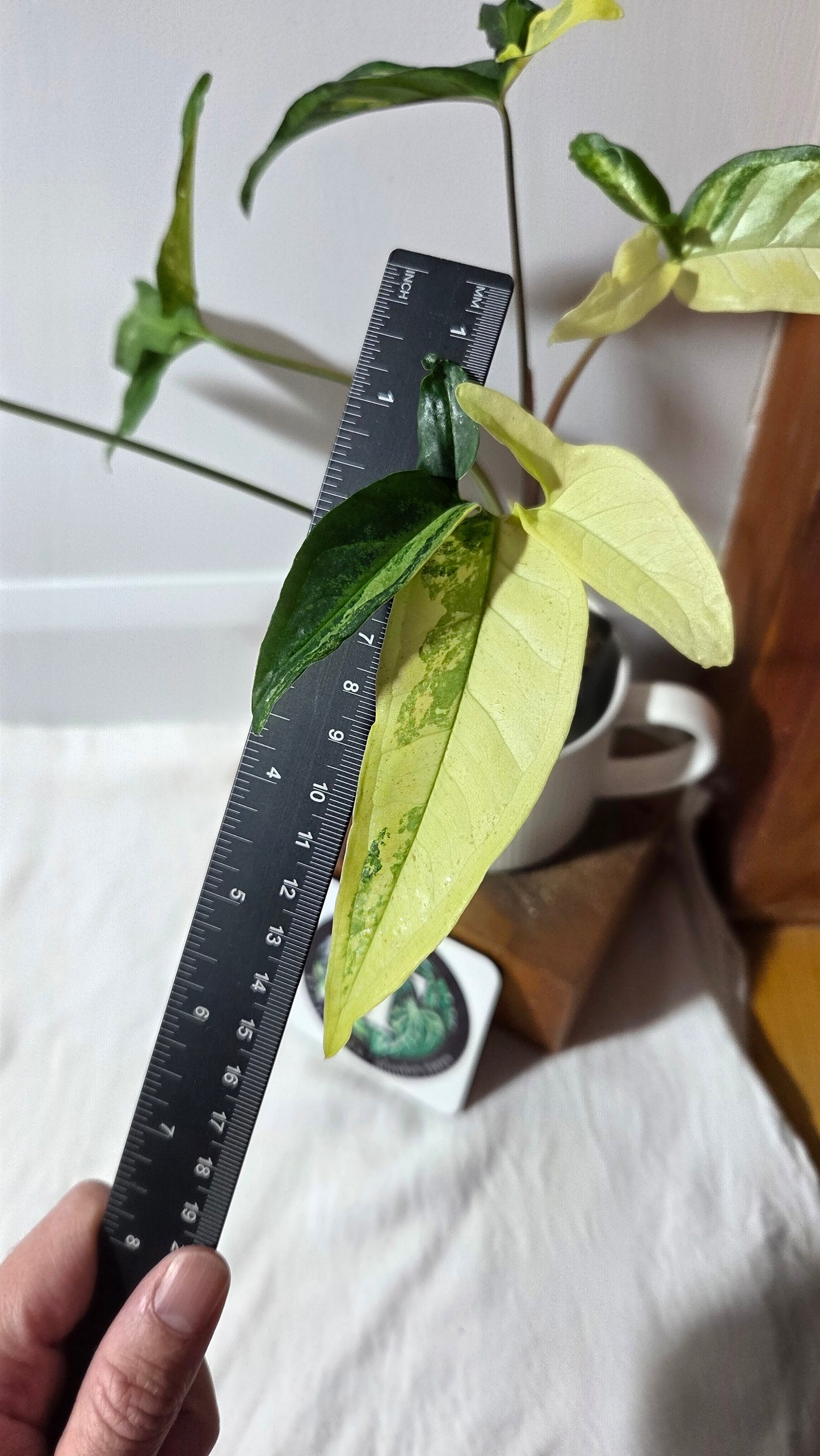 Syngonium Angustatum Albo (SYN-170)