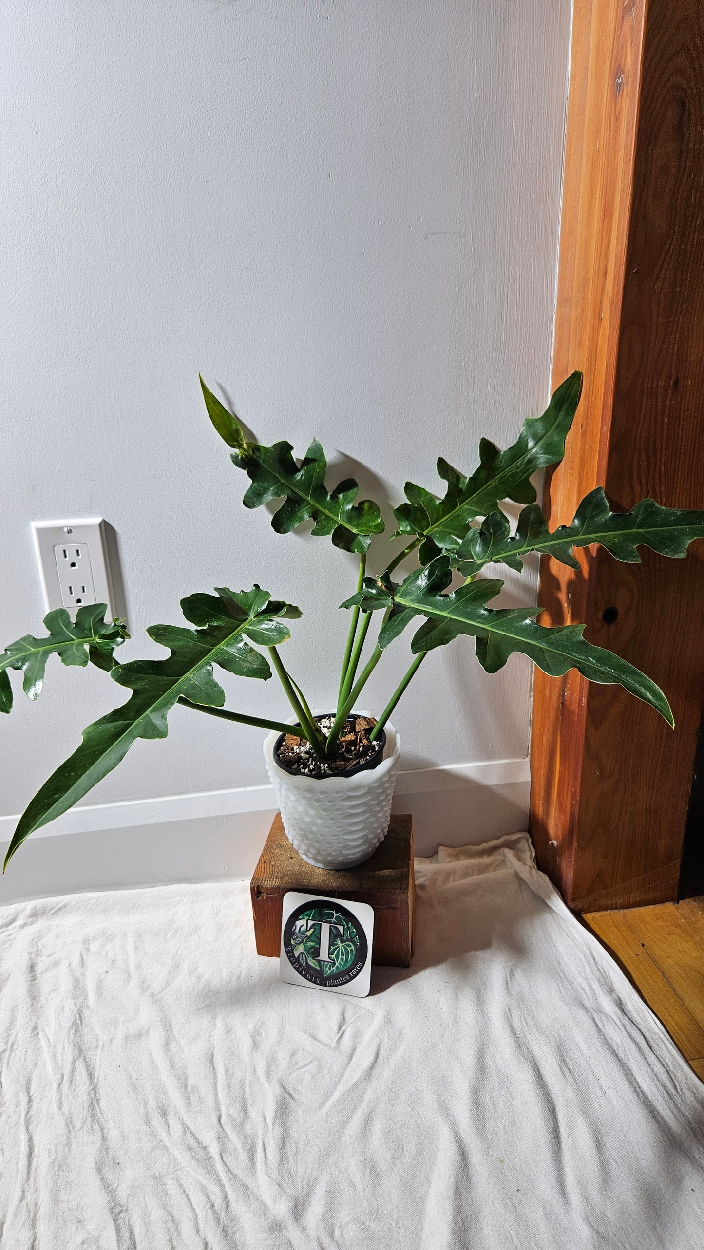 Philodendron Bob Cee (PHI-895)