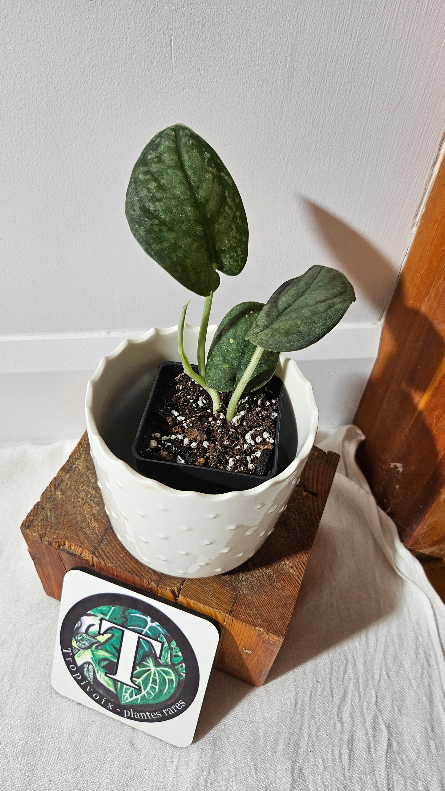 Scindapsus Dark Splash Bornéo (SCI-1019)