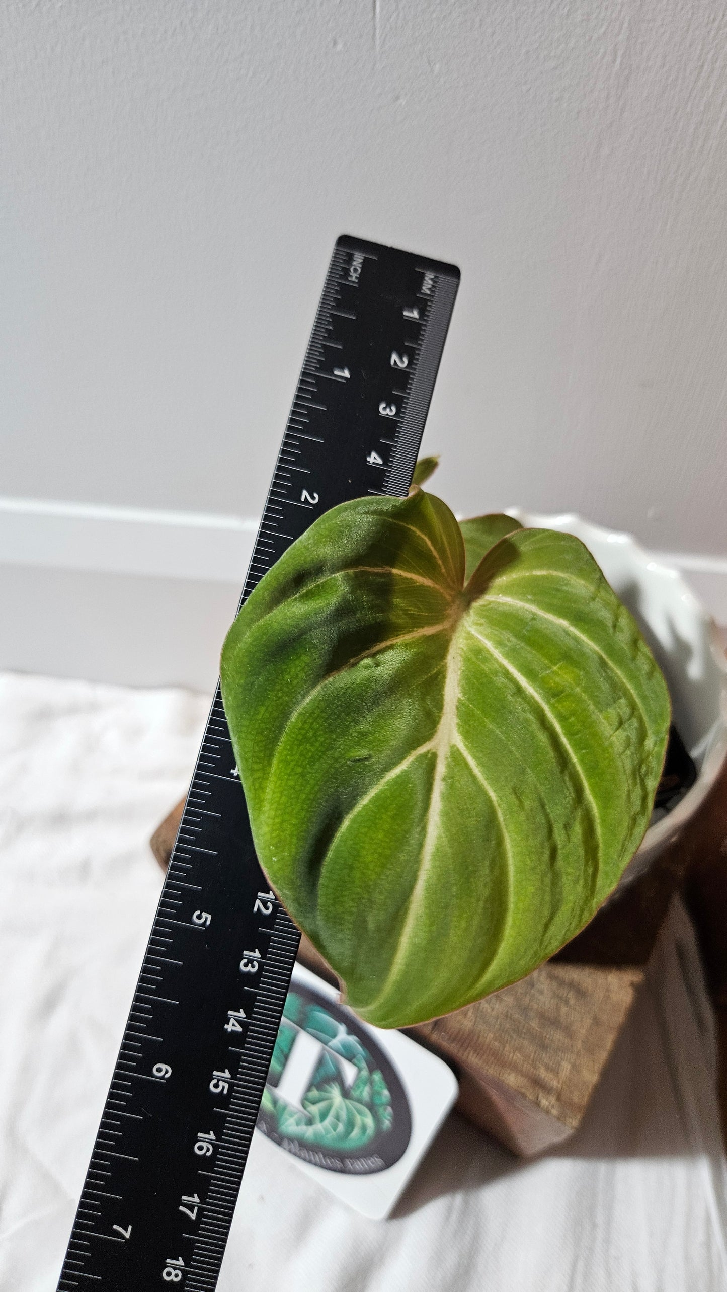 Philodendron Gloriosum Pink (PHI-875)