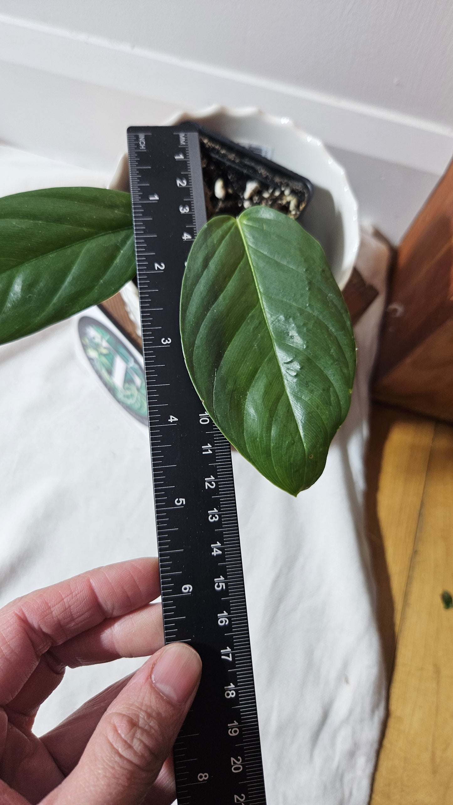 Philodendron Genevievianum (PHI-521)