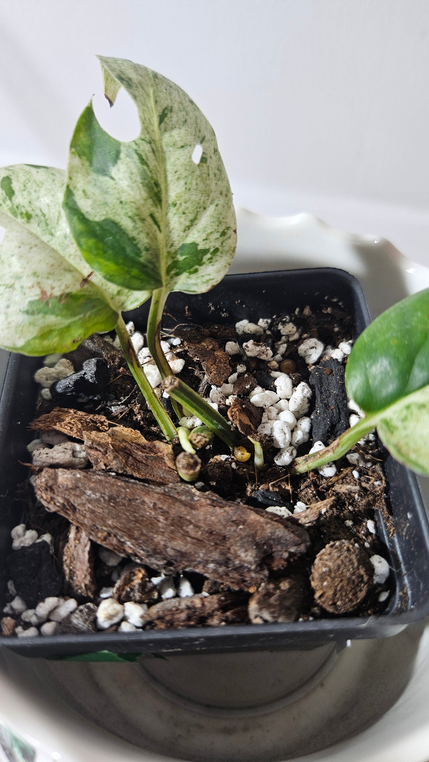 Epipremnum pinnatum Marble (EPI-211)