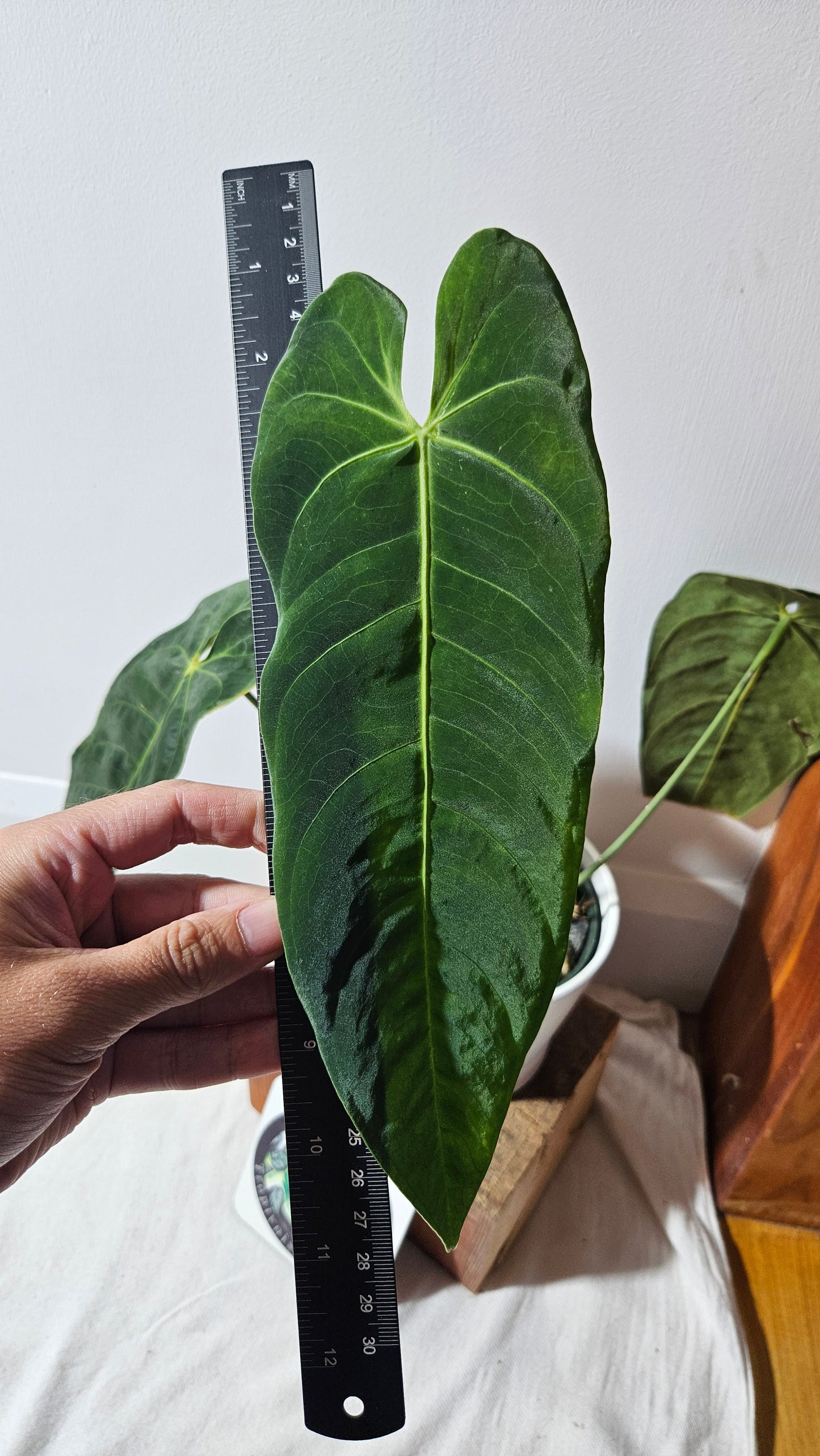 Anthurium Metallicum "Format MOYEN/LARGE" (ANT-475)