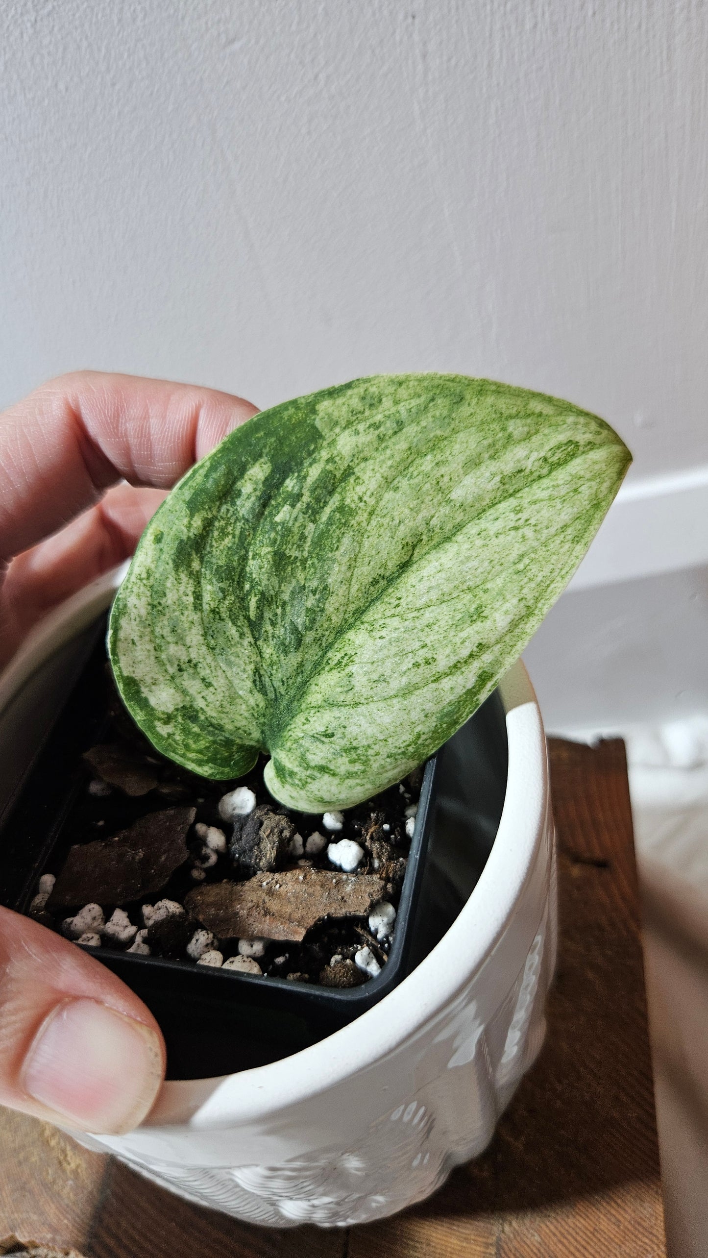 Scindapsus Silver Cloud variegata (SCI-1238)