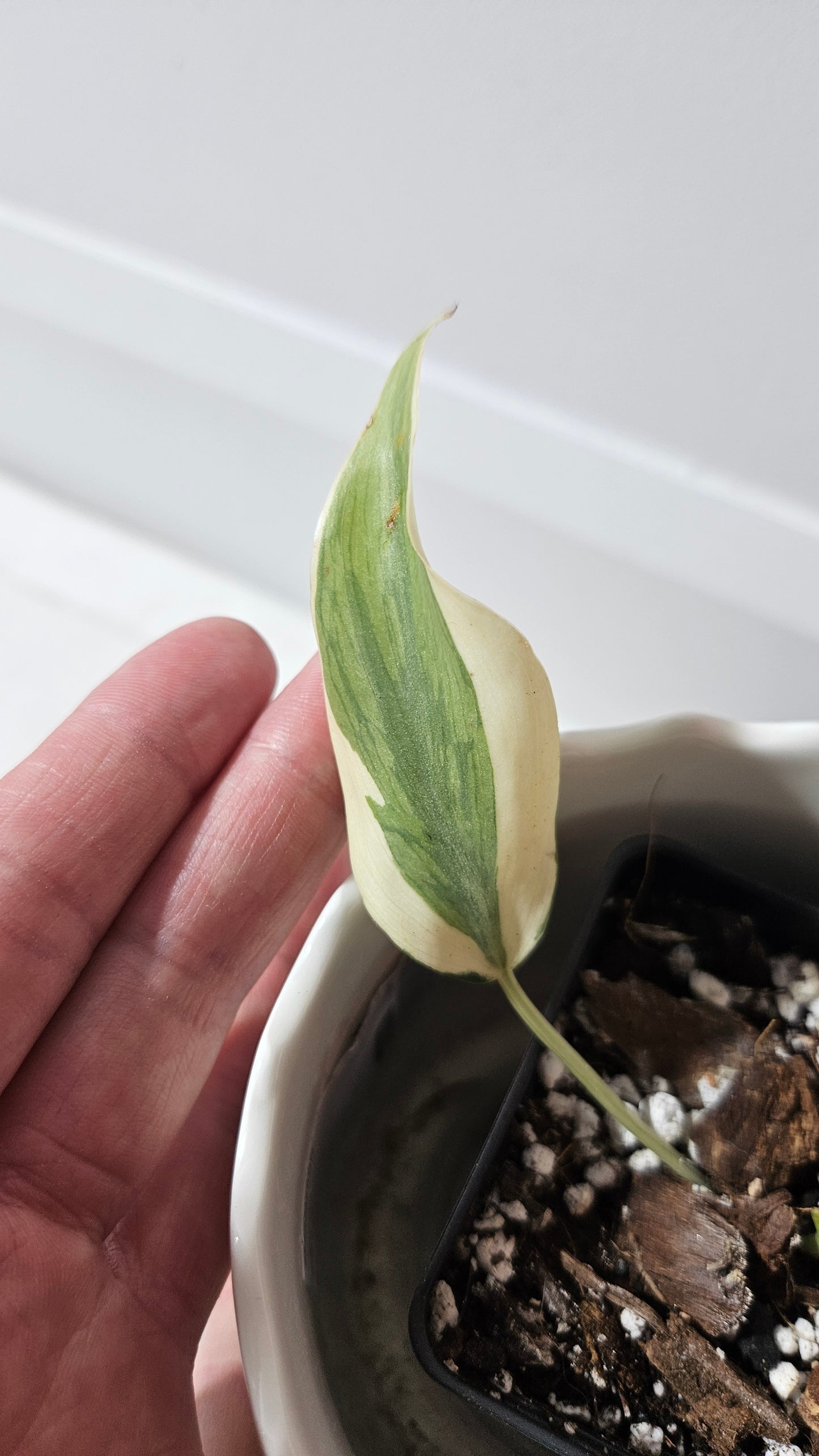 Philodendron Hederaceum Rio (PHI-805)