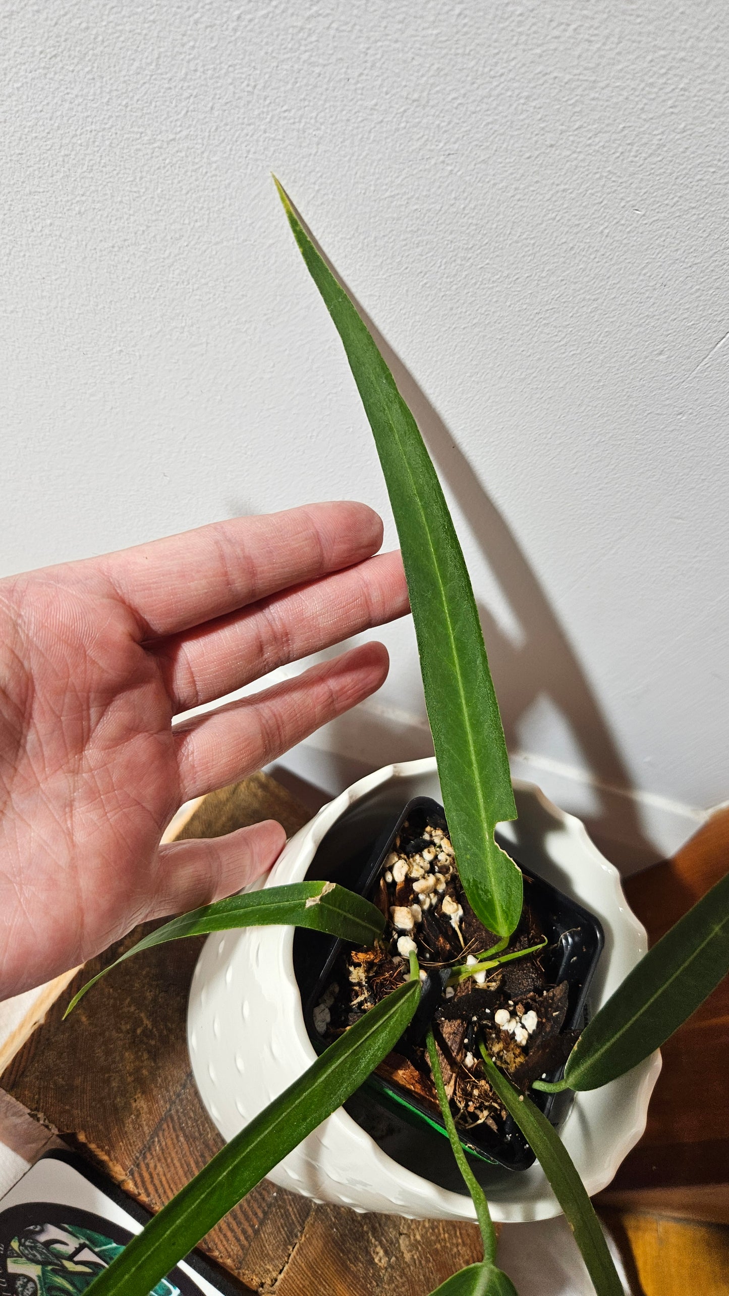 Anthurium Pallidiflorum Narrow "format MOYEN"(ANT-421)