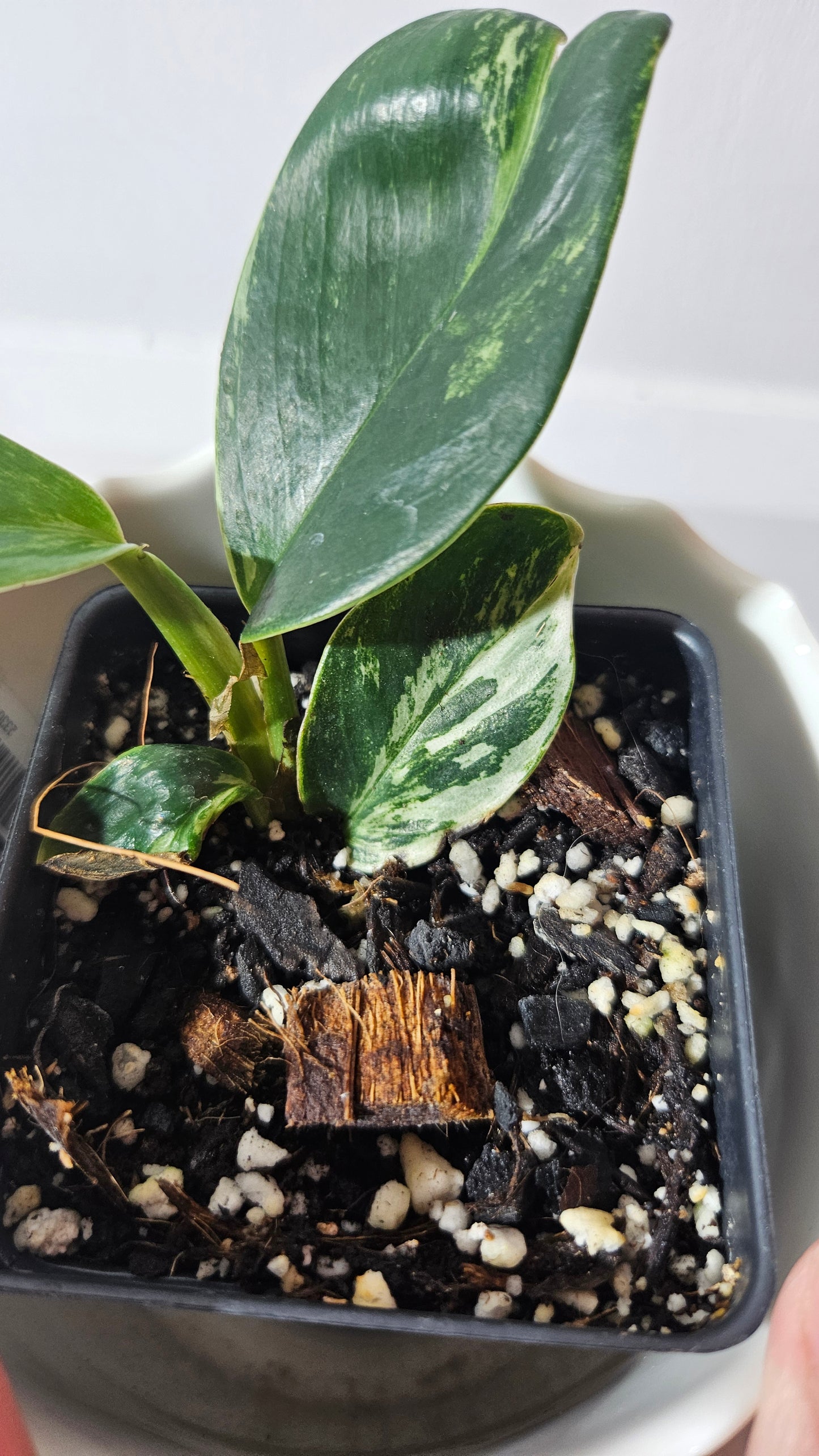 Rhaphidophora Elliptifolia Variegata (AUT-069)