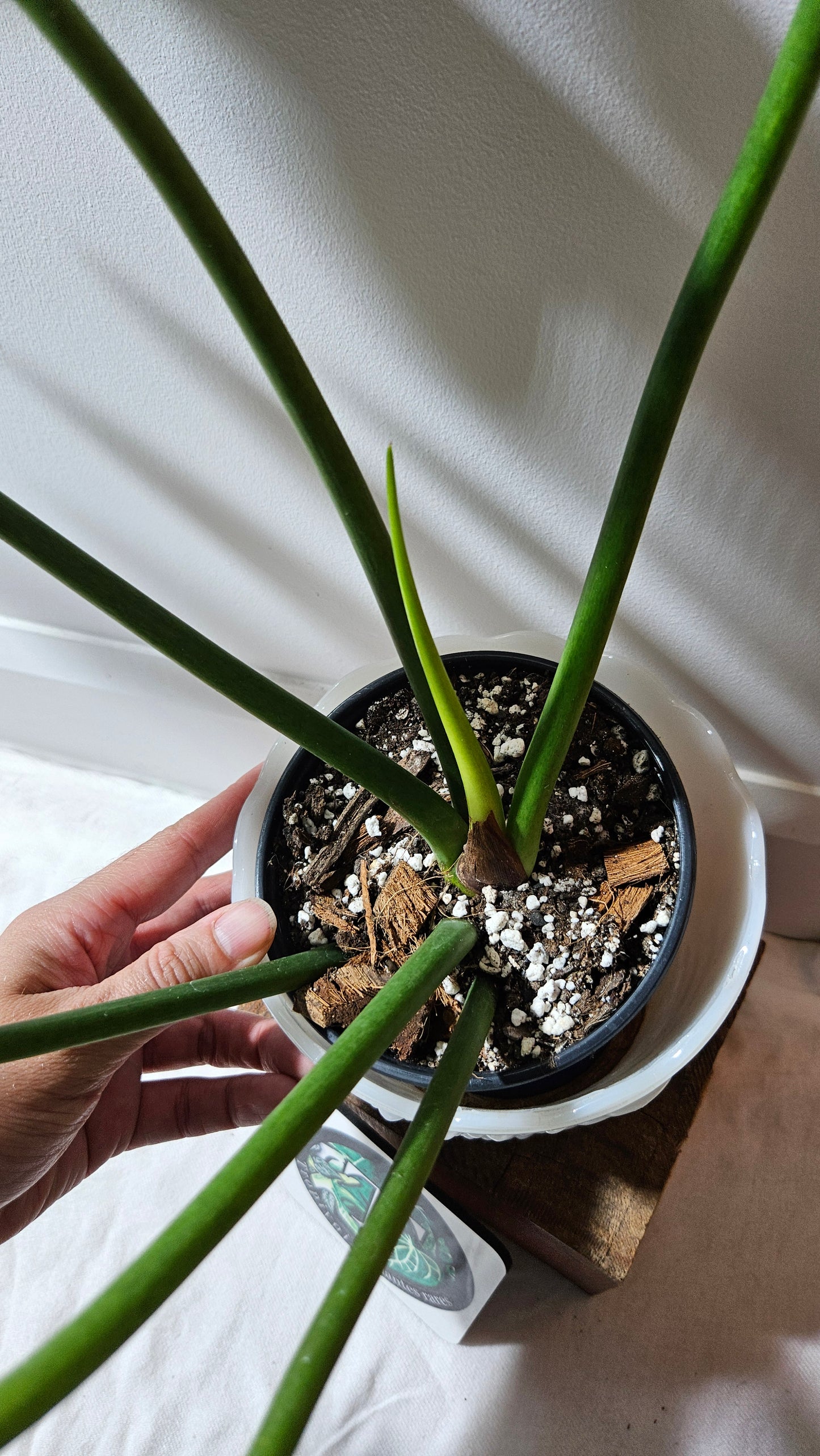 Philodendron Bob Cee (PHI-895)
