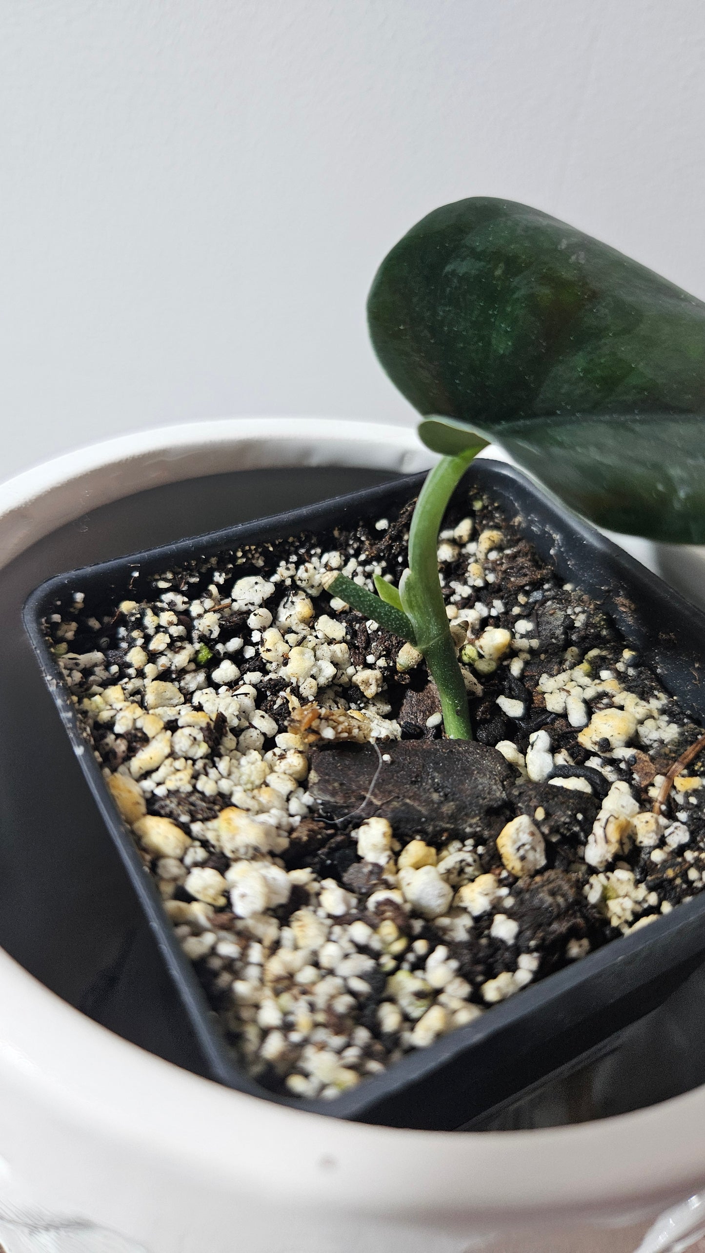 Scindapsus Black Mamba (SCI-851)