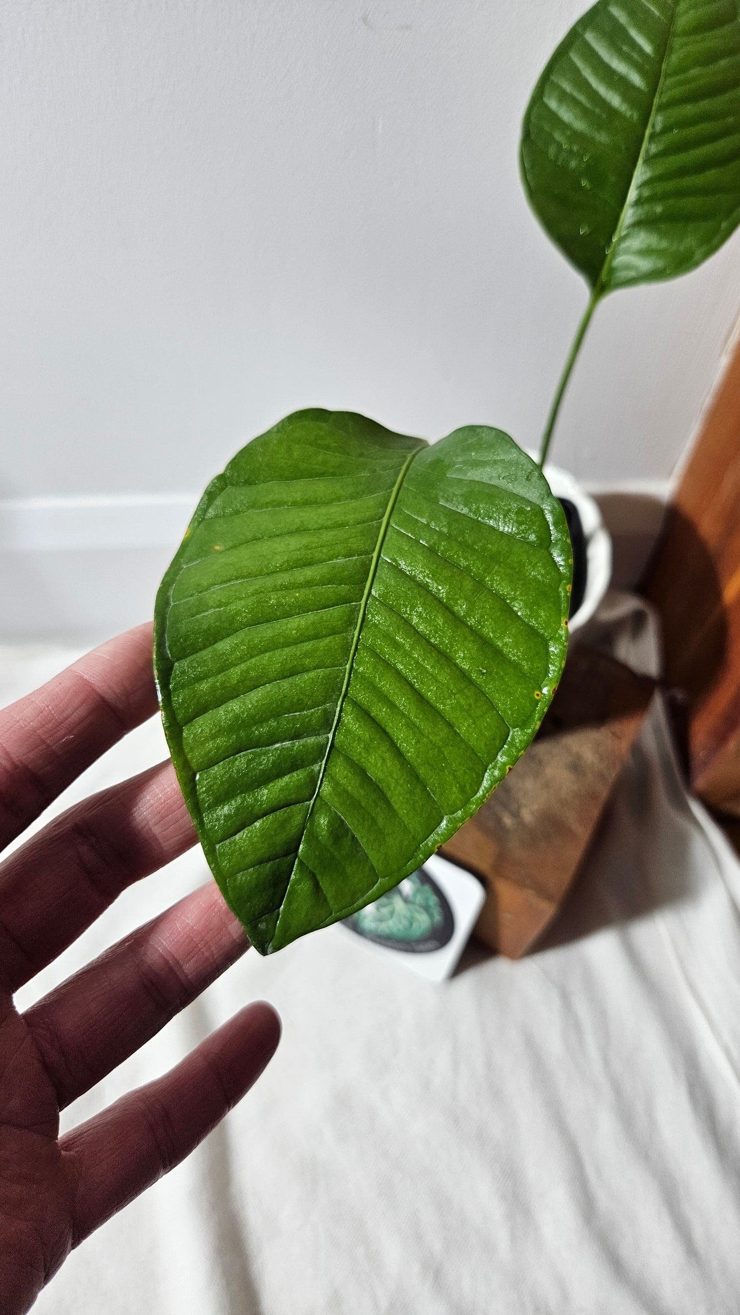 Anthurium Umbricola "format MOYEN" (ANT-323)