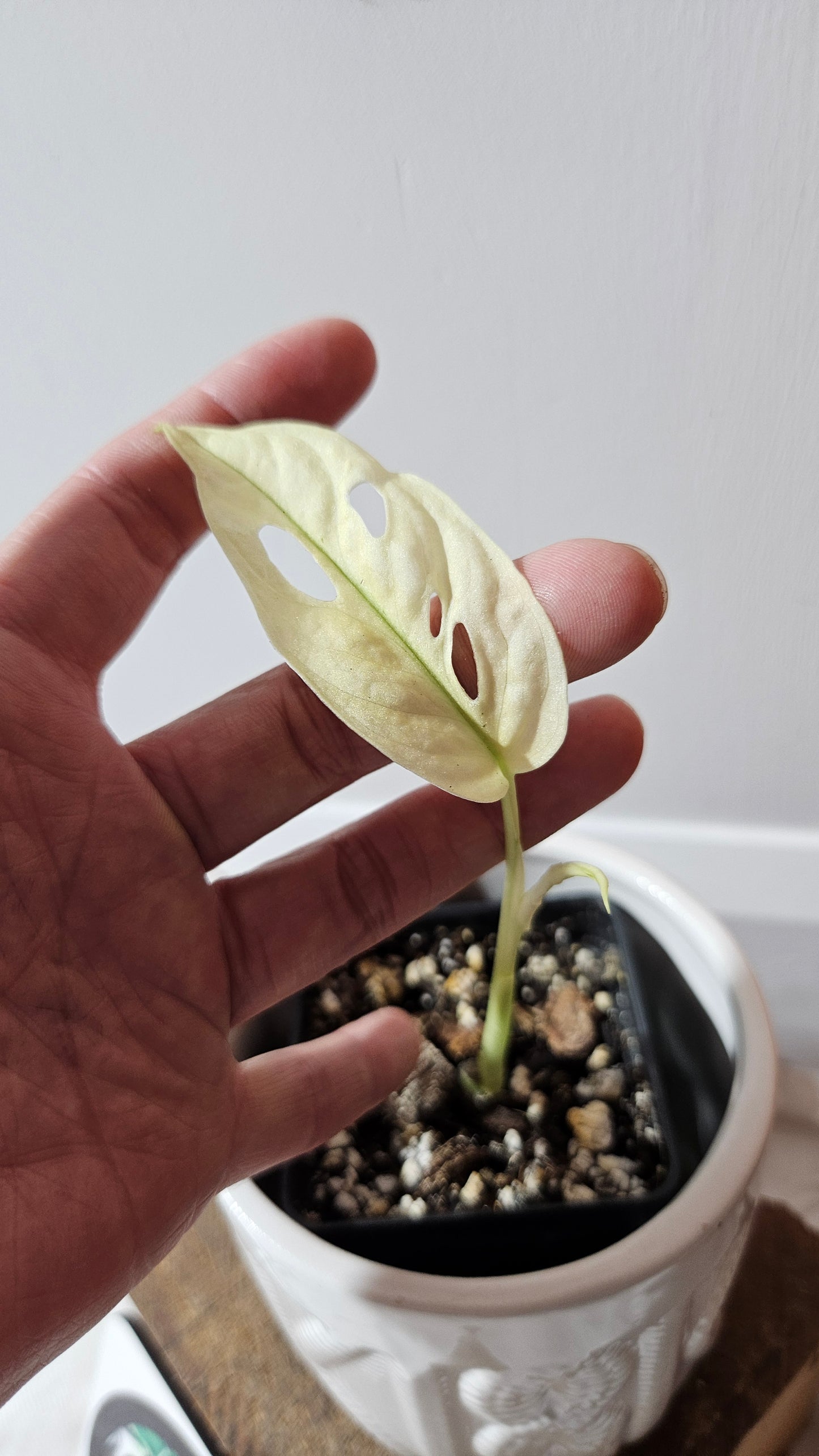 Monstera Andasonii Archipelago Ghost (MON-469)