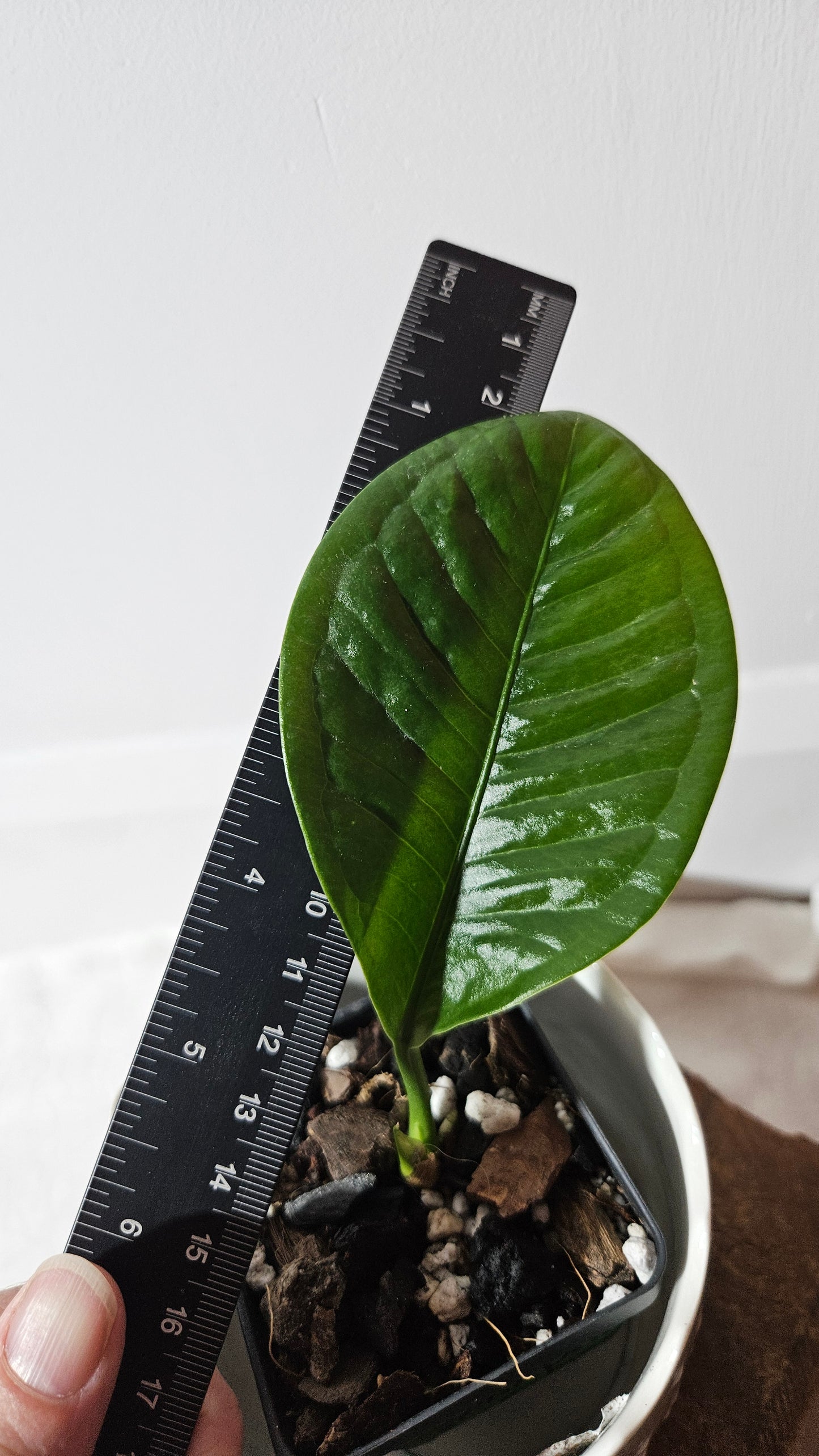 Anthurium Oxycarpum "format PETIT"(ANT-414)