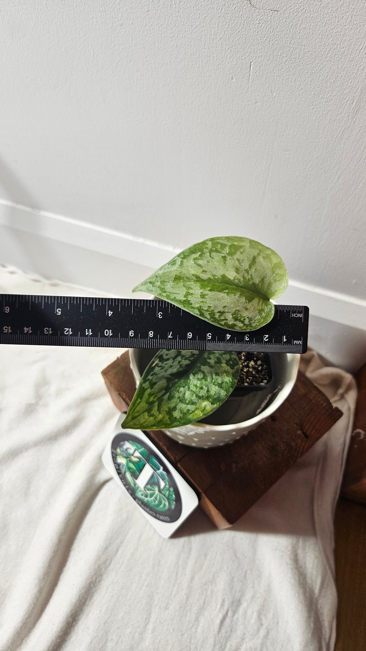 Scindapsus Geulis (SCI-796)