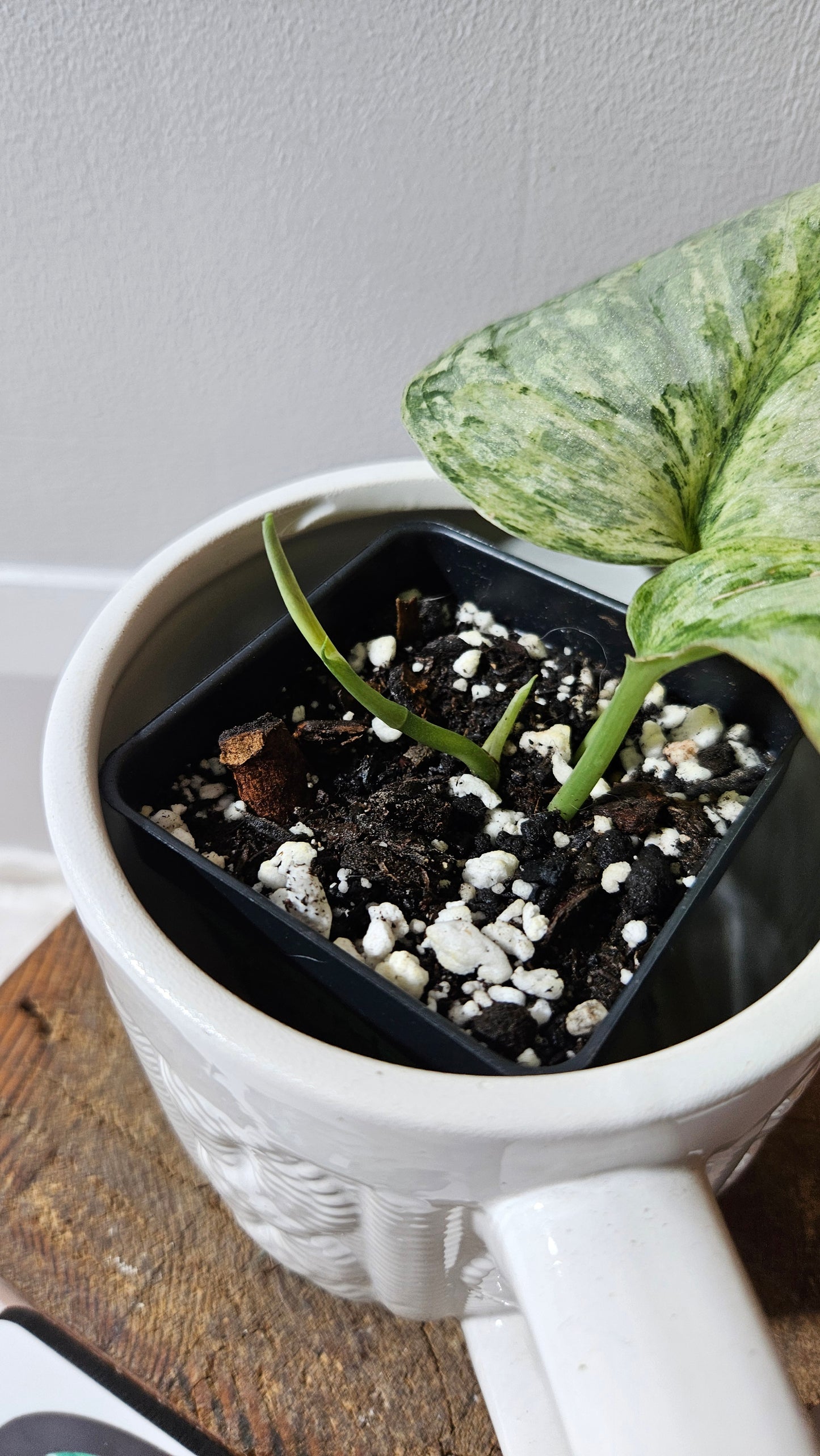 Scindapsus Peasun (SCI-1060)