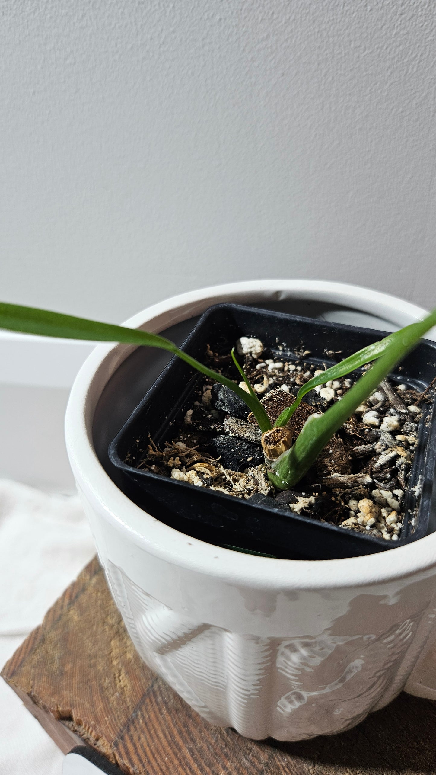 Philodendron Holtonianum Super Narrow (PHI-648)