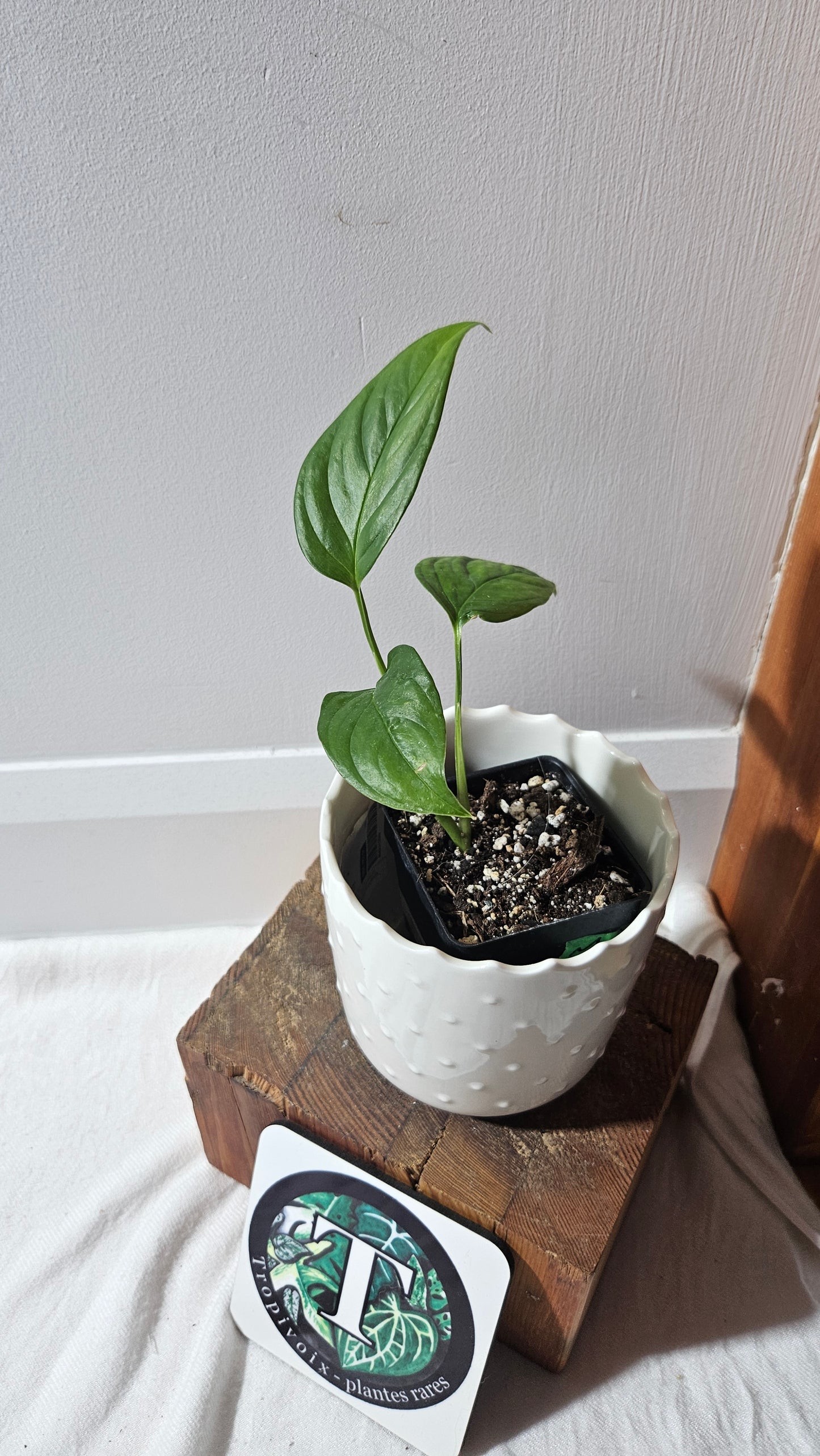 Monstera Obliqua Aff Limon (MON-310)