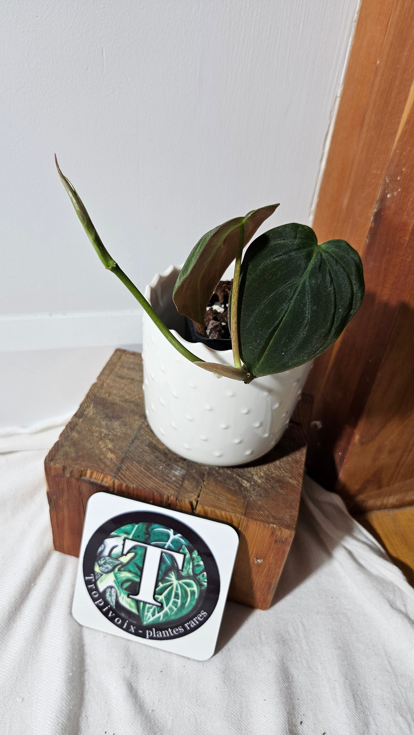 Philodendron Mican Var. REVERT (PHI-845)
