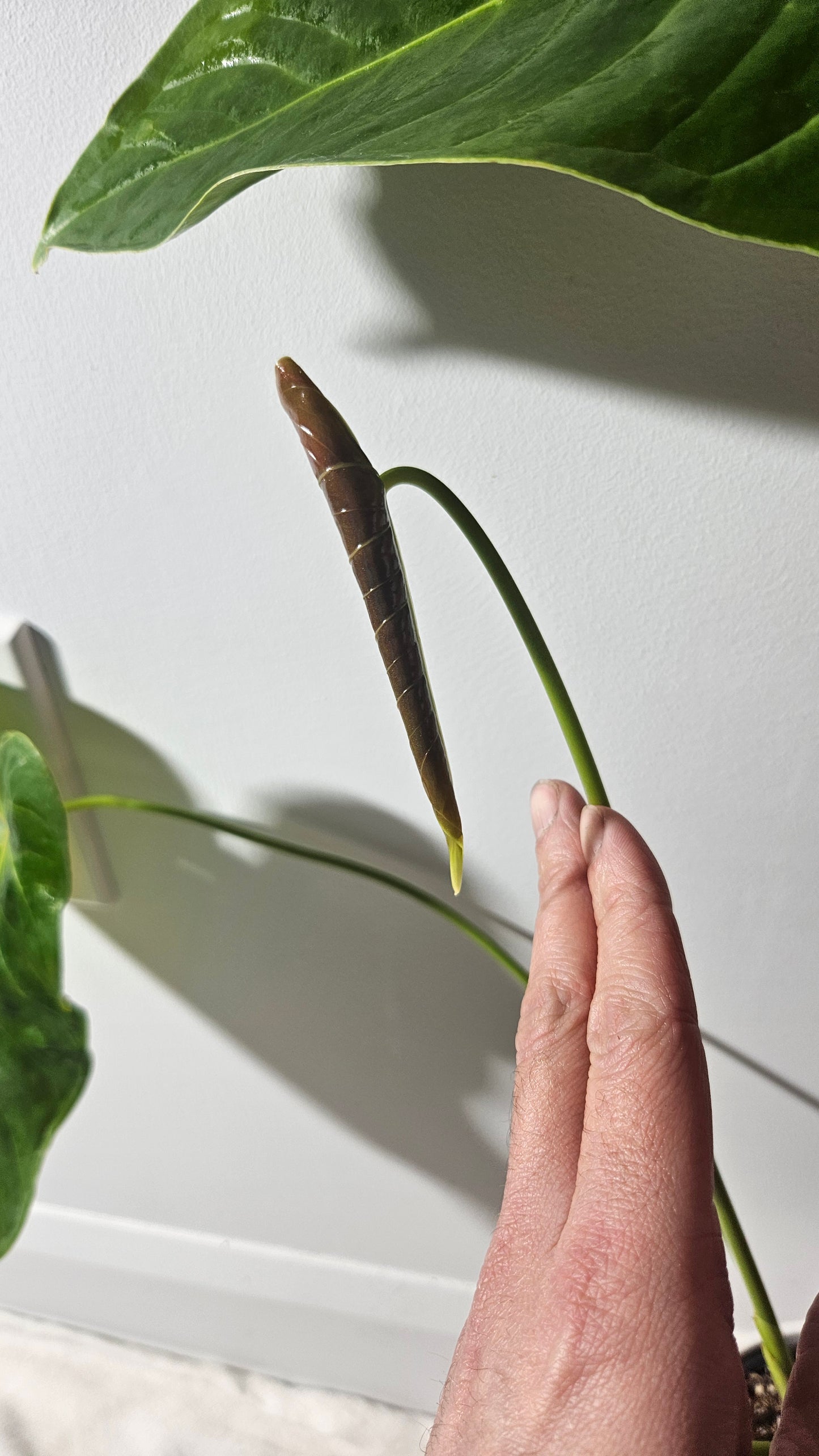 Anthurium Veitchii hybrid "format LARGE" (ANT-400)