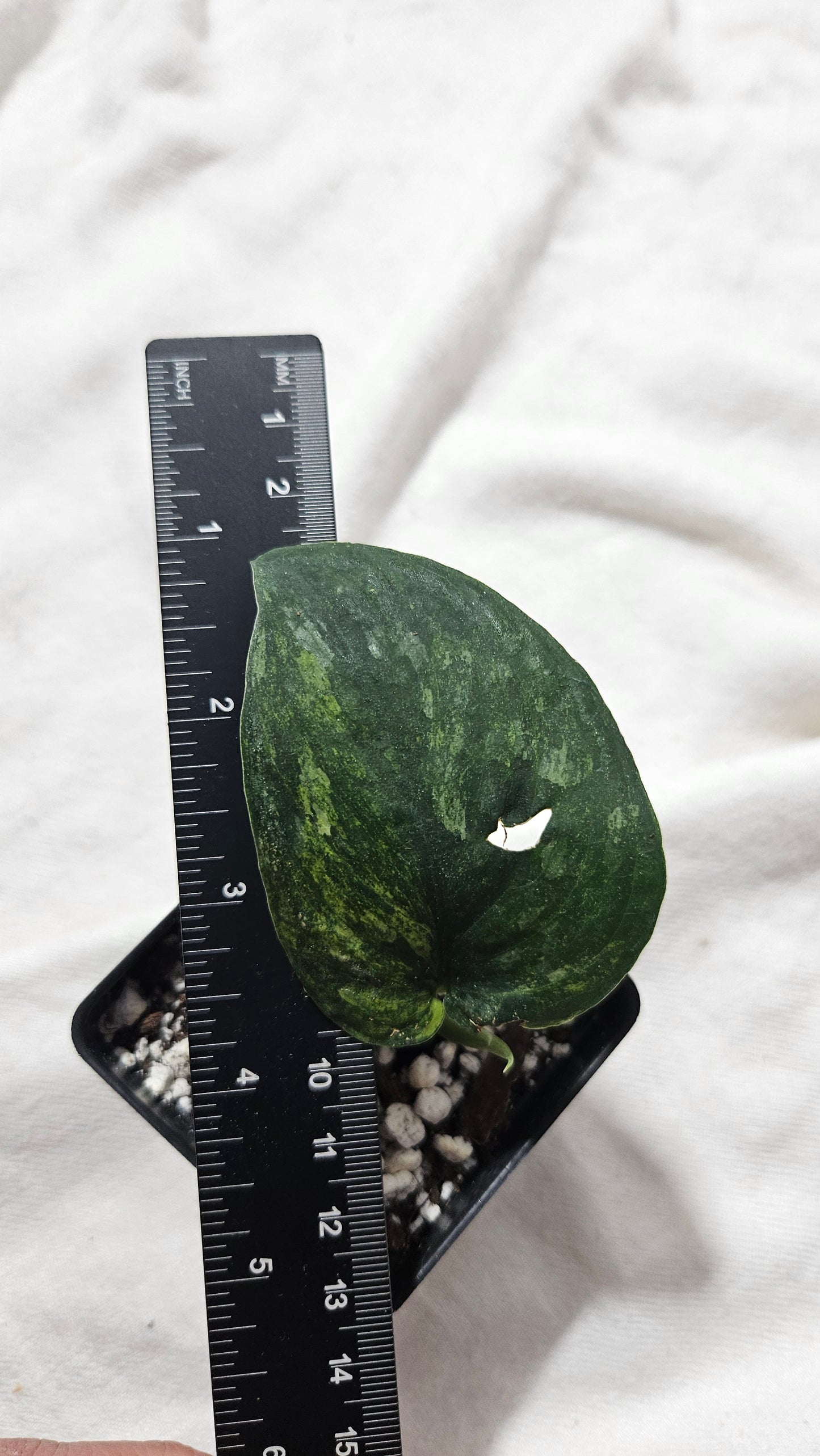 Scindapsus Silver Splash "Green on Green" (SCI-813)