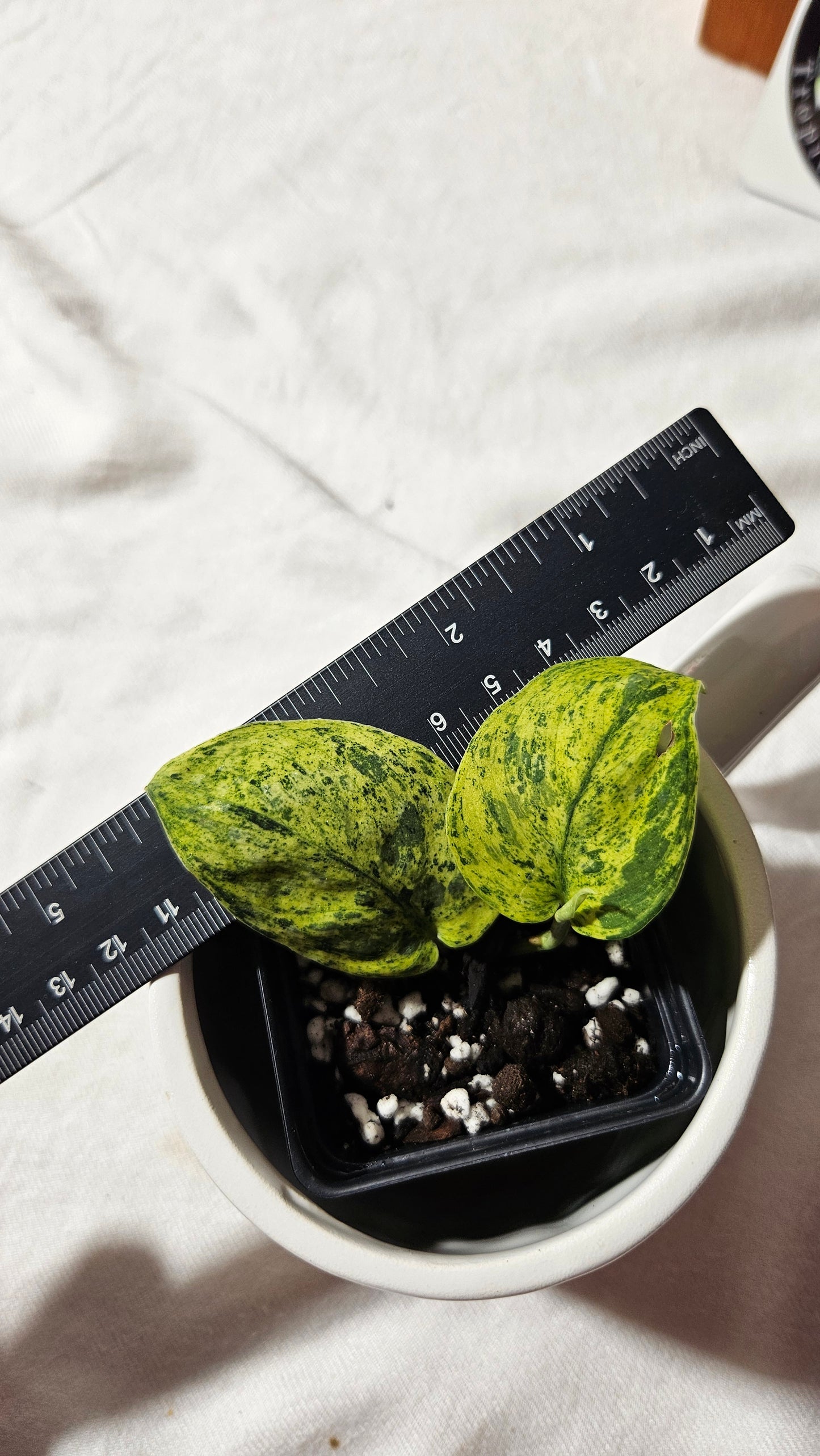Scindapsus Silver Cloud variegata (SCI-1087)