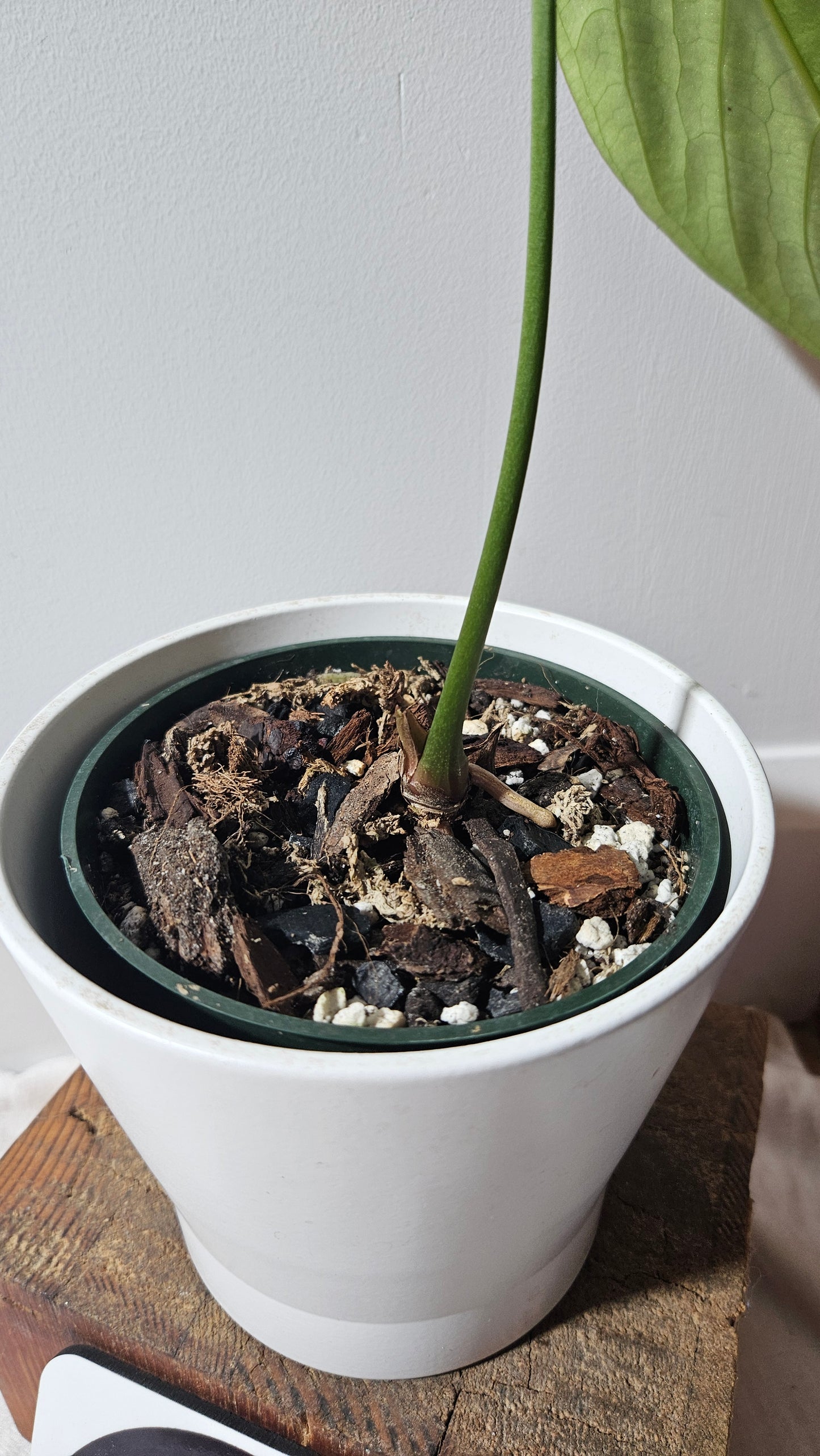 Anthurium Waterburyanum Aff El Salado "format LARGE" (ANT-478)