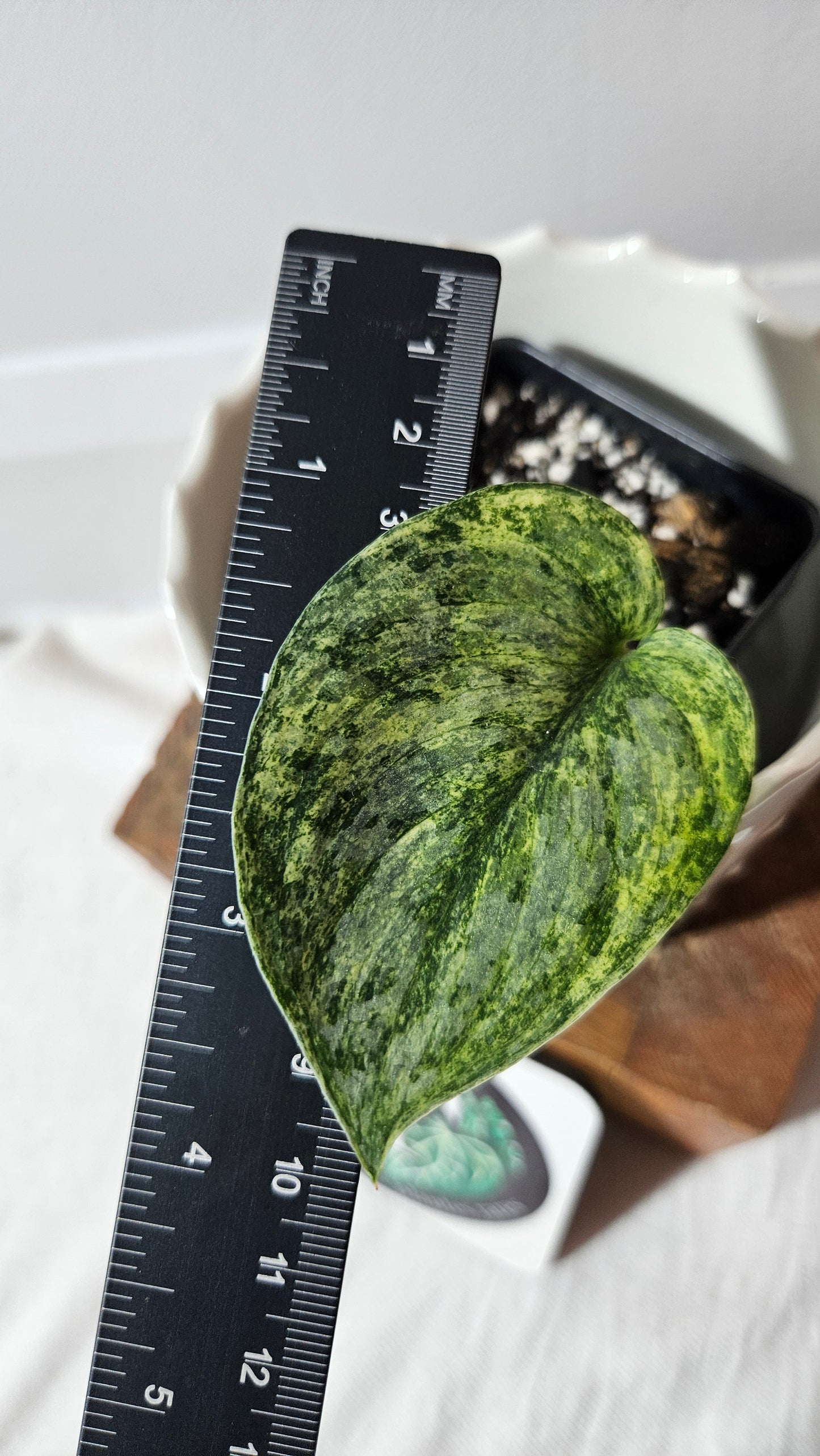 Scindapsus Exotica Pictus mint (SCI-970)