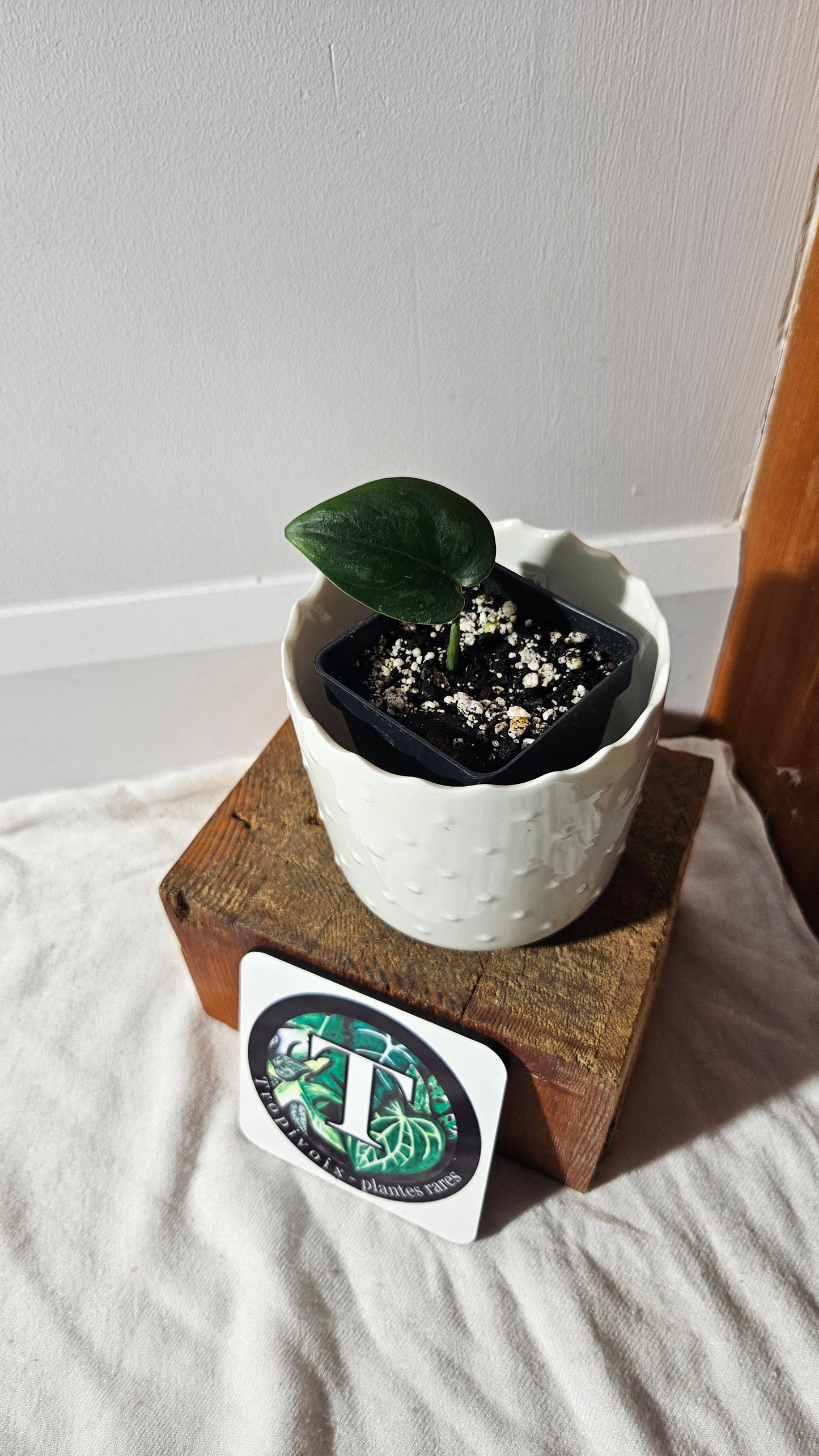 Scindapsus Black Mamba Mutation (SCI-764)