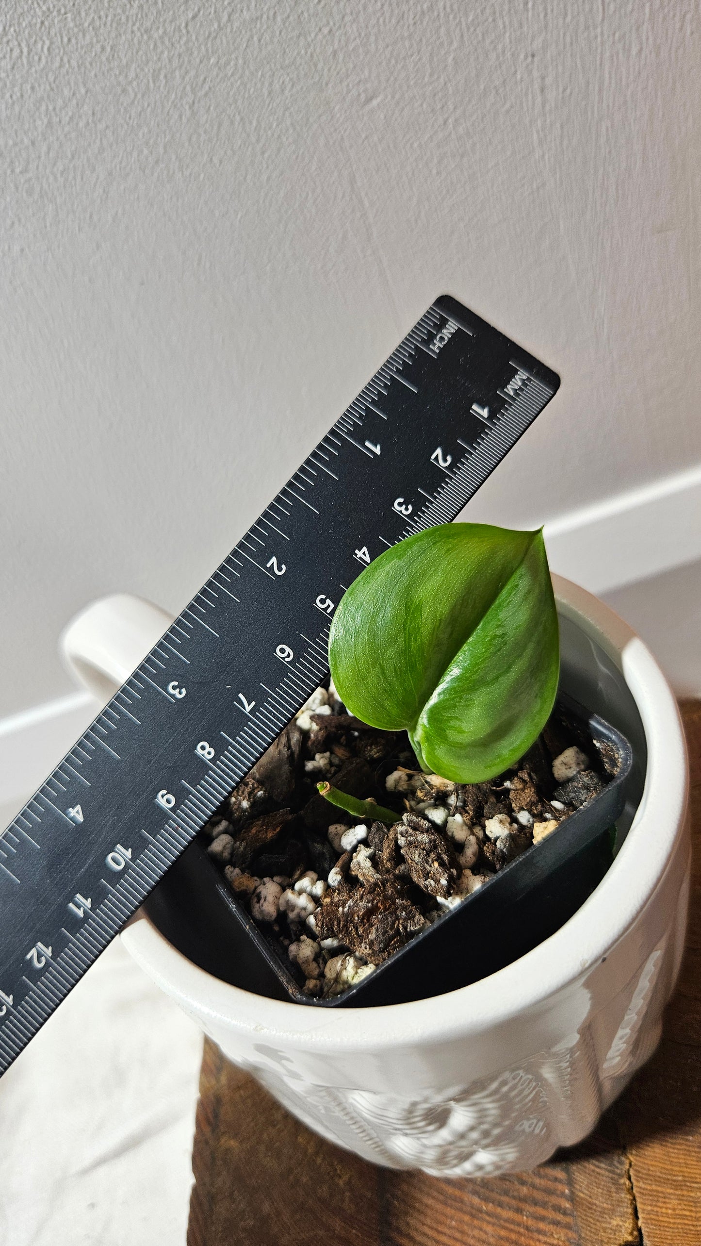 Scindapsus SP Sumatra (SCI-1202)