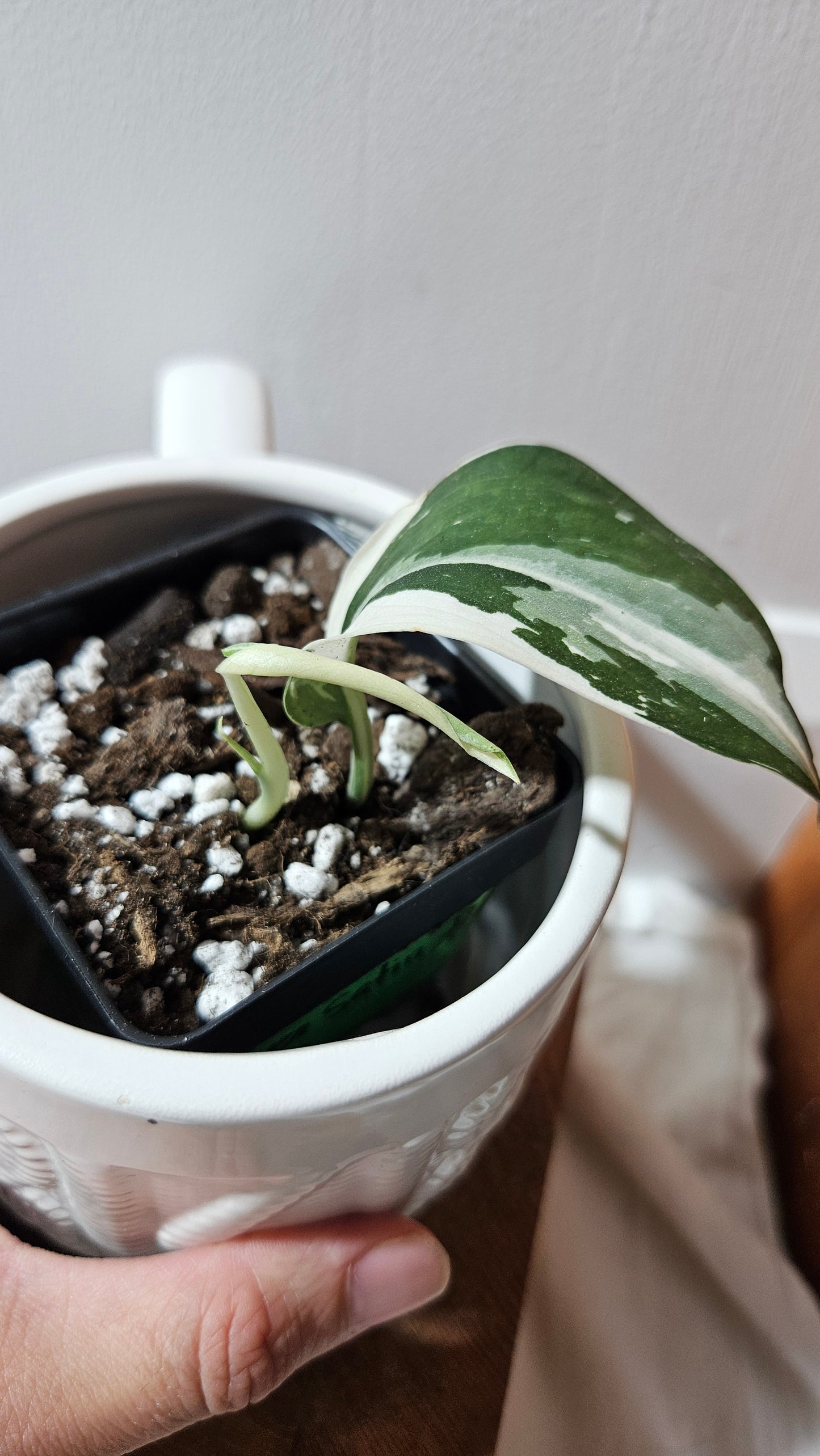 Scindapsus Silver Satin albo (SCI-1245)