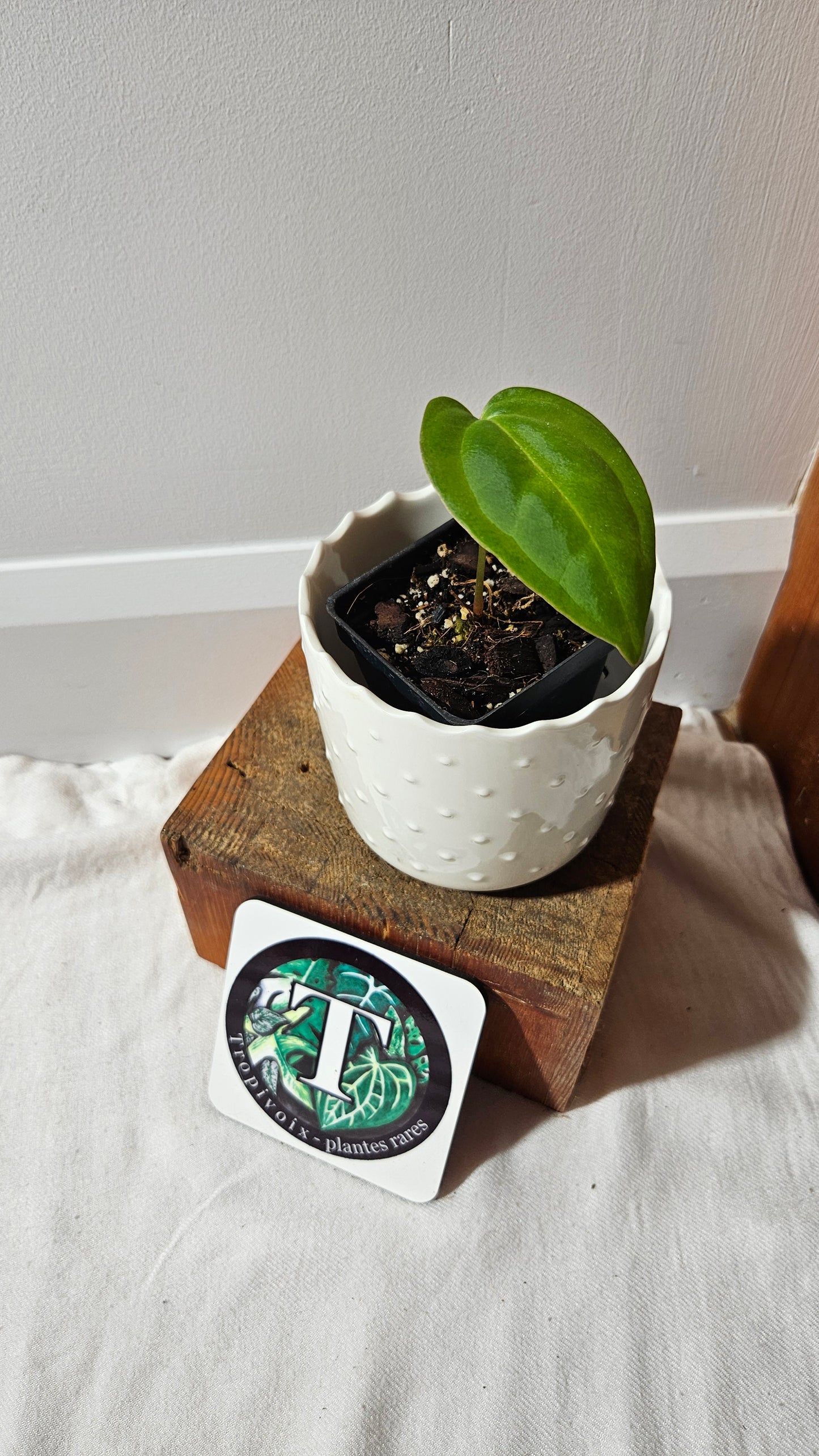 Anthurium Papillilaminum Xone Hybrid "format PETIT" (ANT-520)