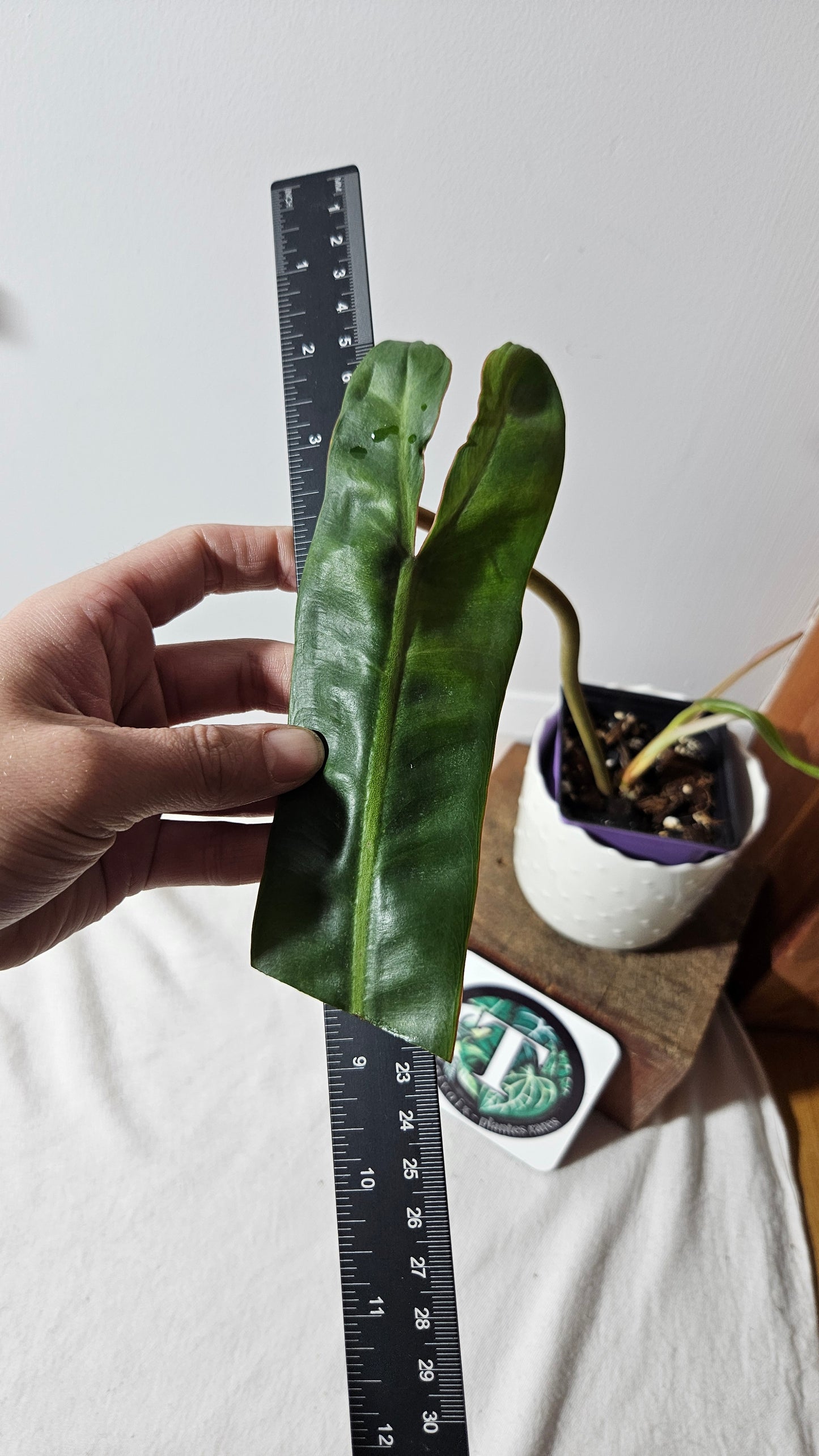 Philodendron Billietiae (PHI-403)