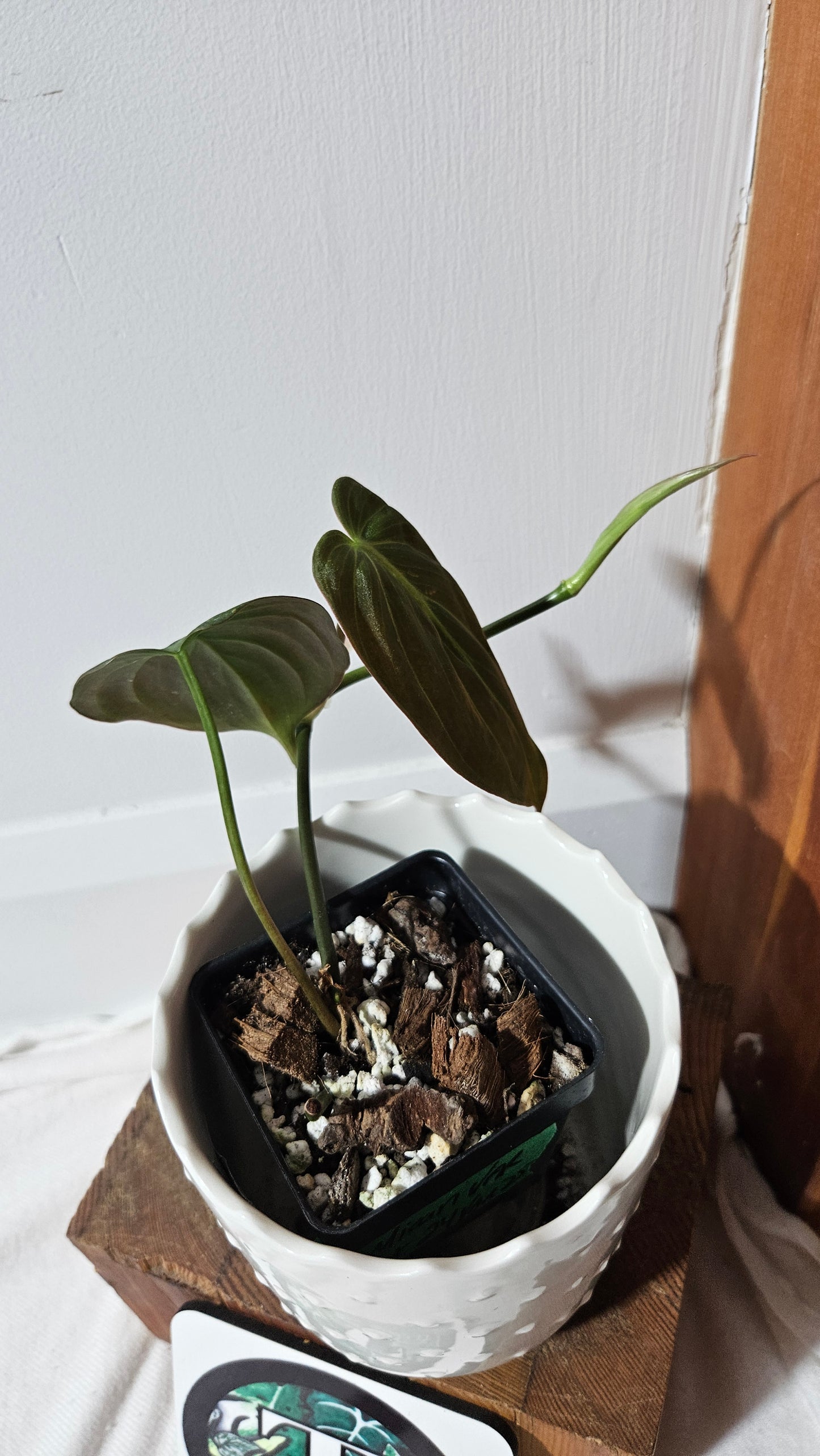 Philodendron Mican Var. REVERT (PHI-845)
