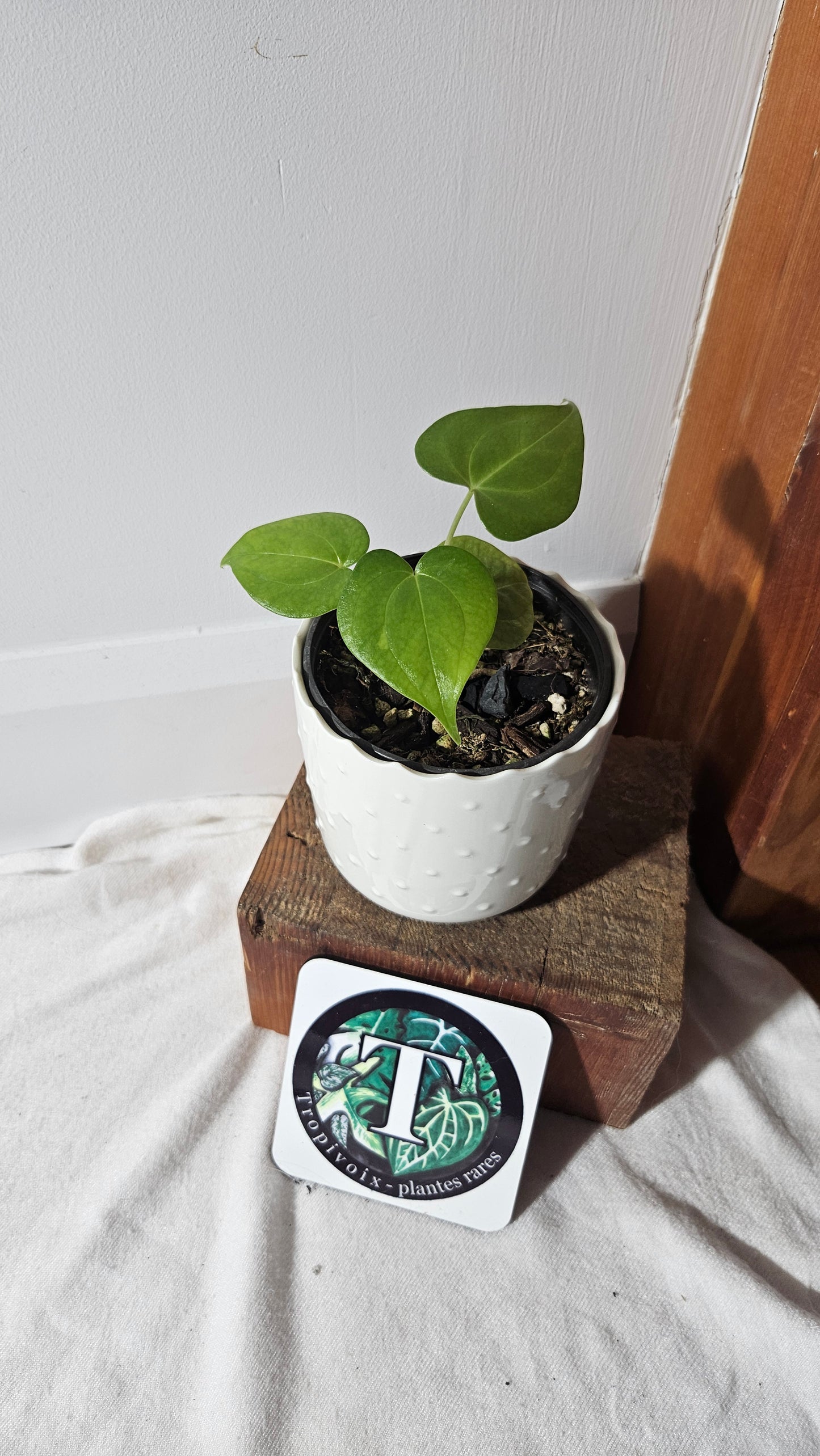 Anthurium Pterodactyl "format PETIT" (ANT-248)