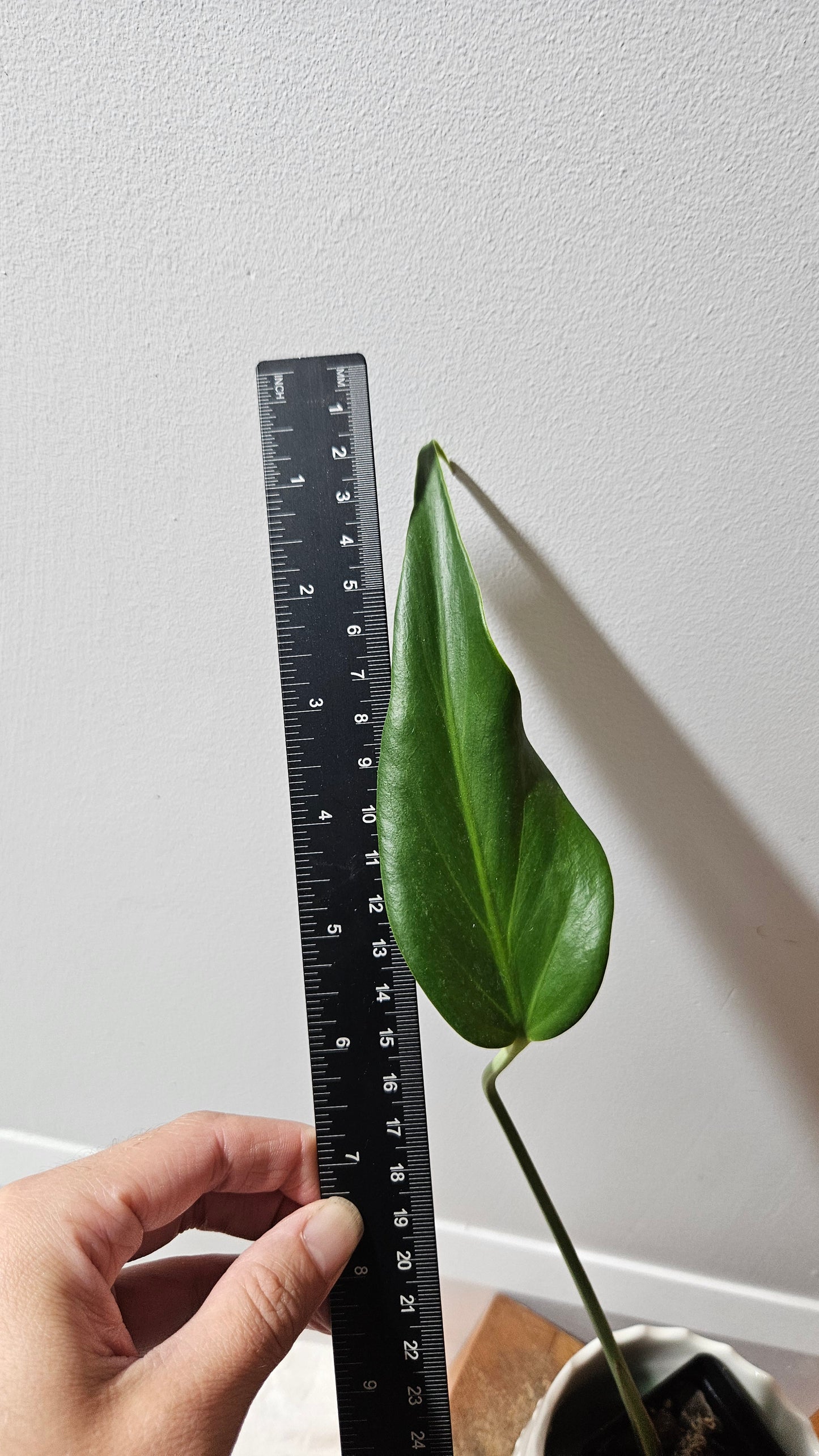 Monstera Burlemarx Flame/Dilacerata (MON-457)