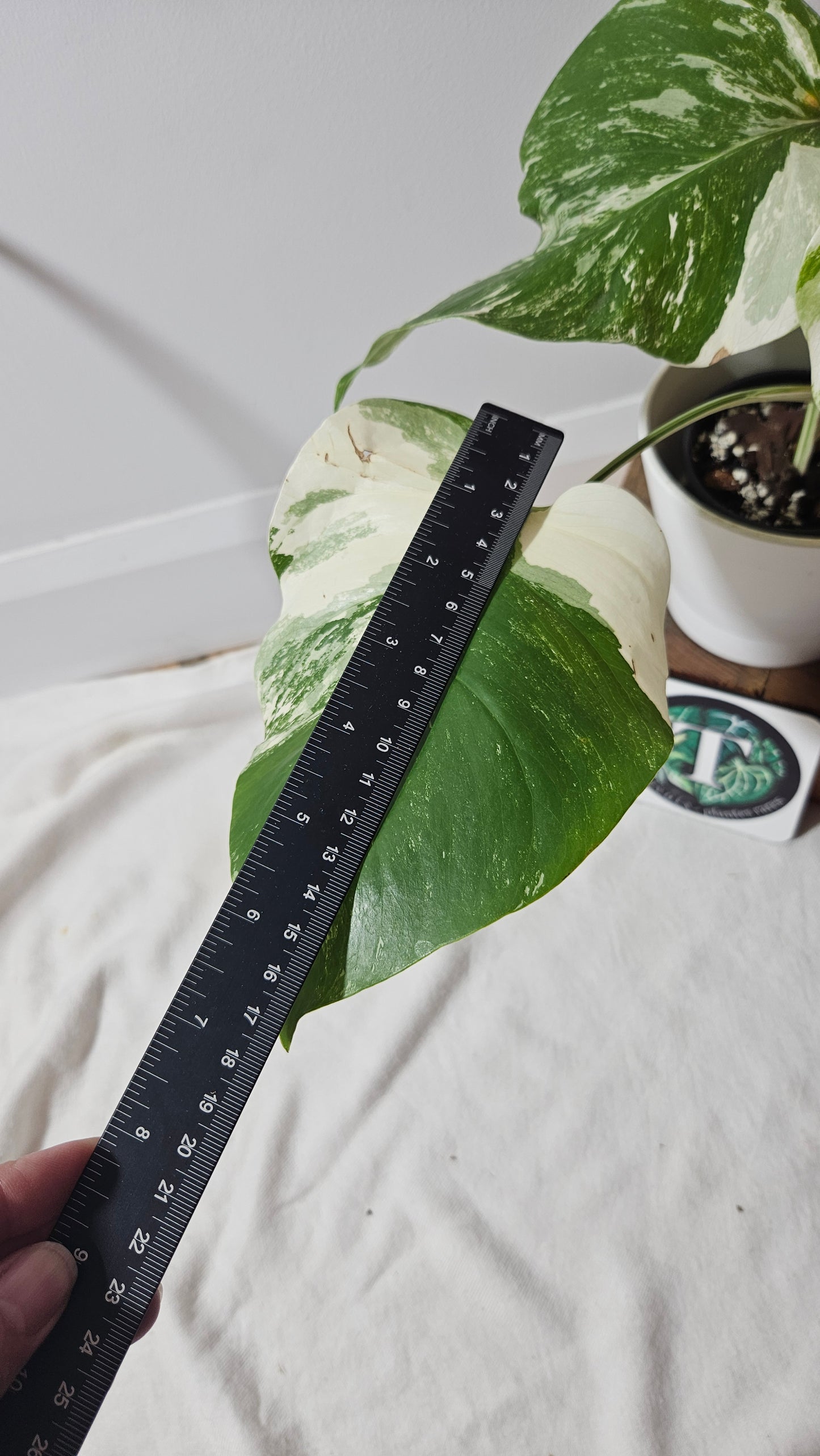 Monstera Albo (MON-367)