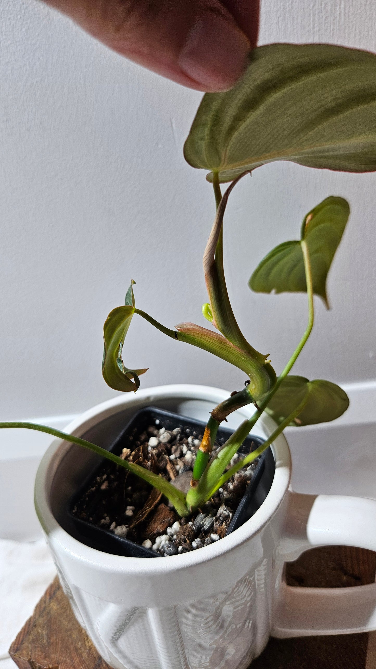 Philodendron Glorious (PHI-901)