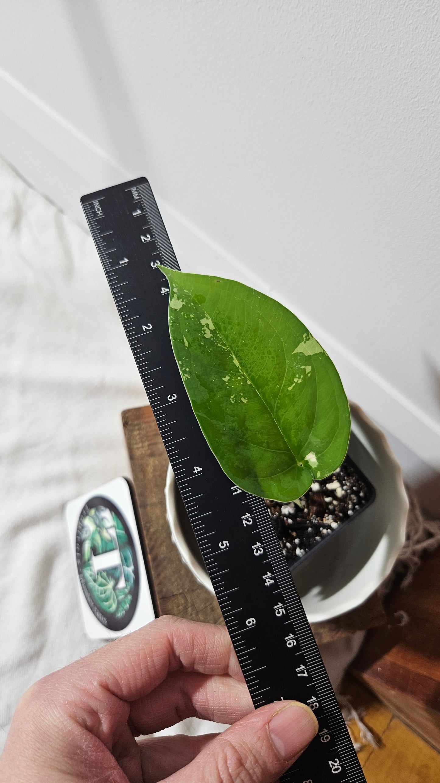 Syngonium Chiapense Albo (SYN-392)