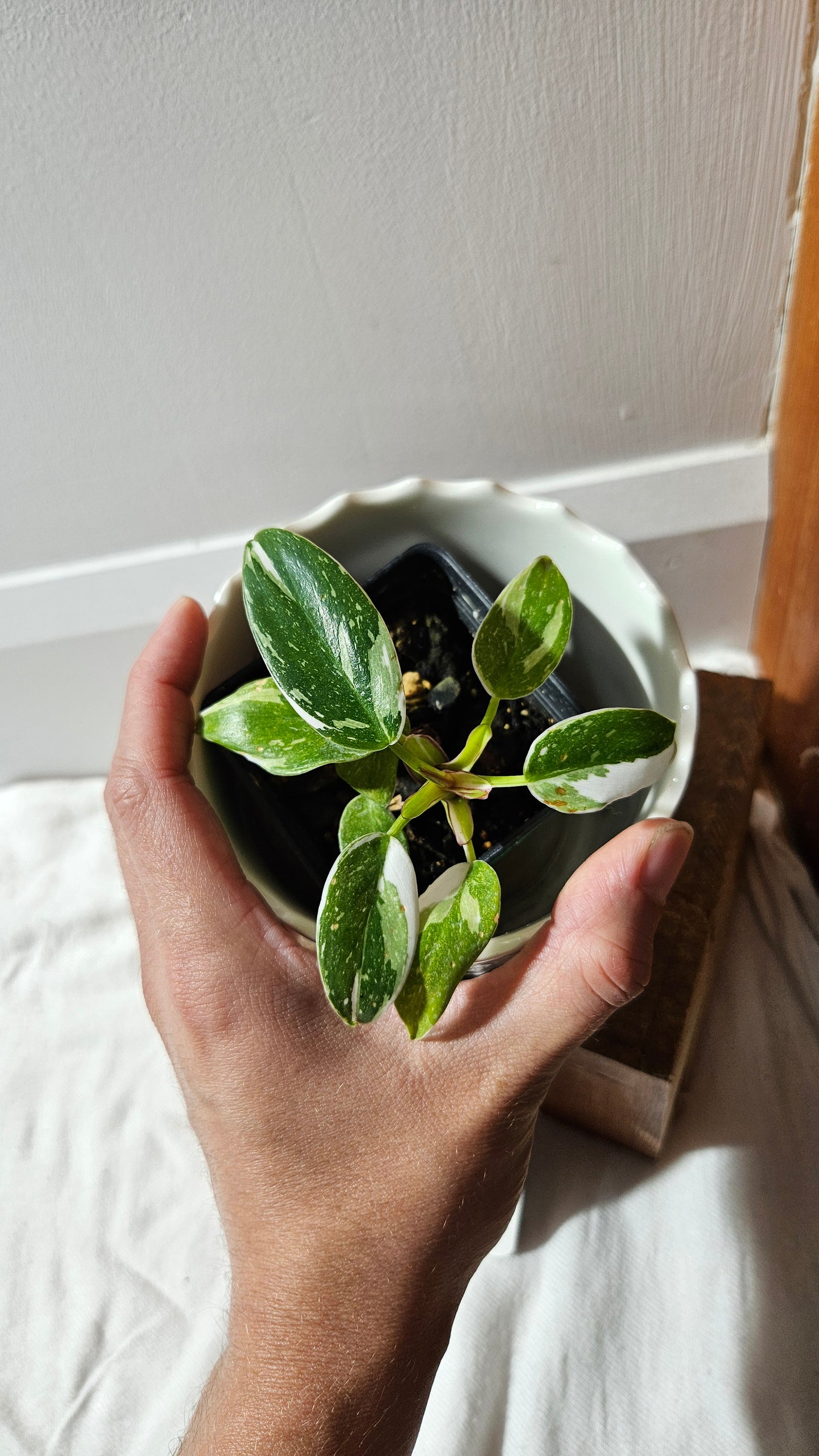 Philodendron White Princess (PHI-884)