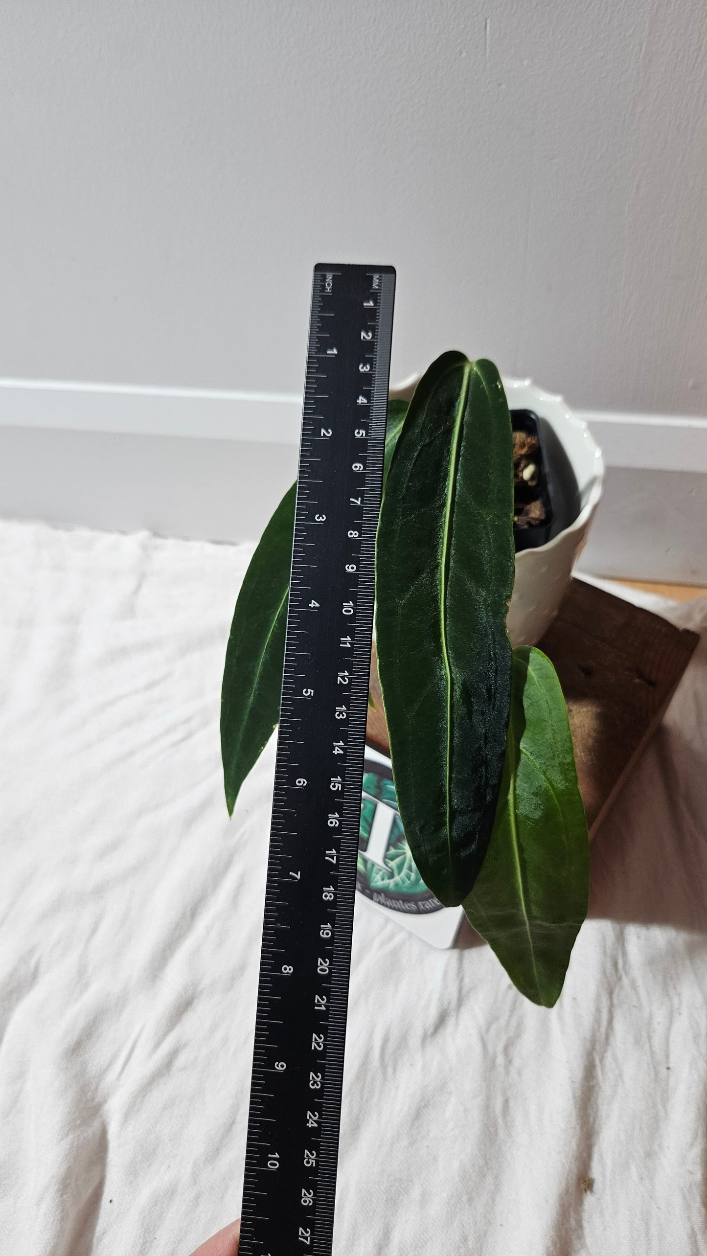 Anthurium Warocqueanum Dark "format MOYEN"(ANT-603)