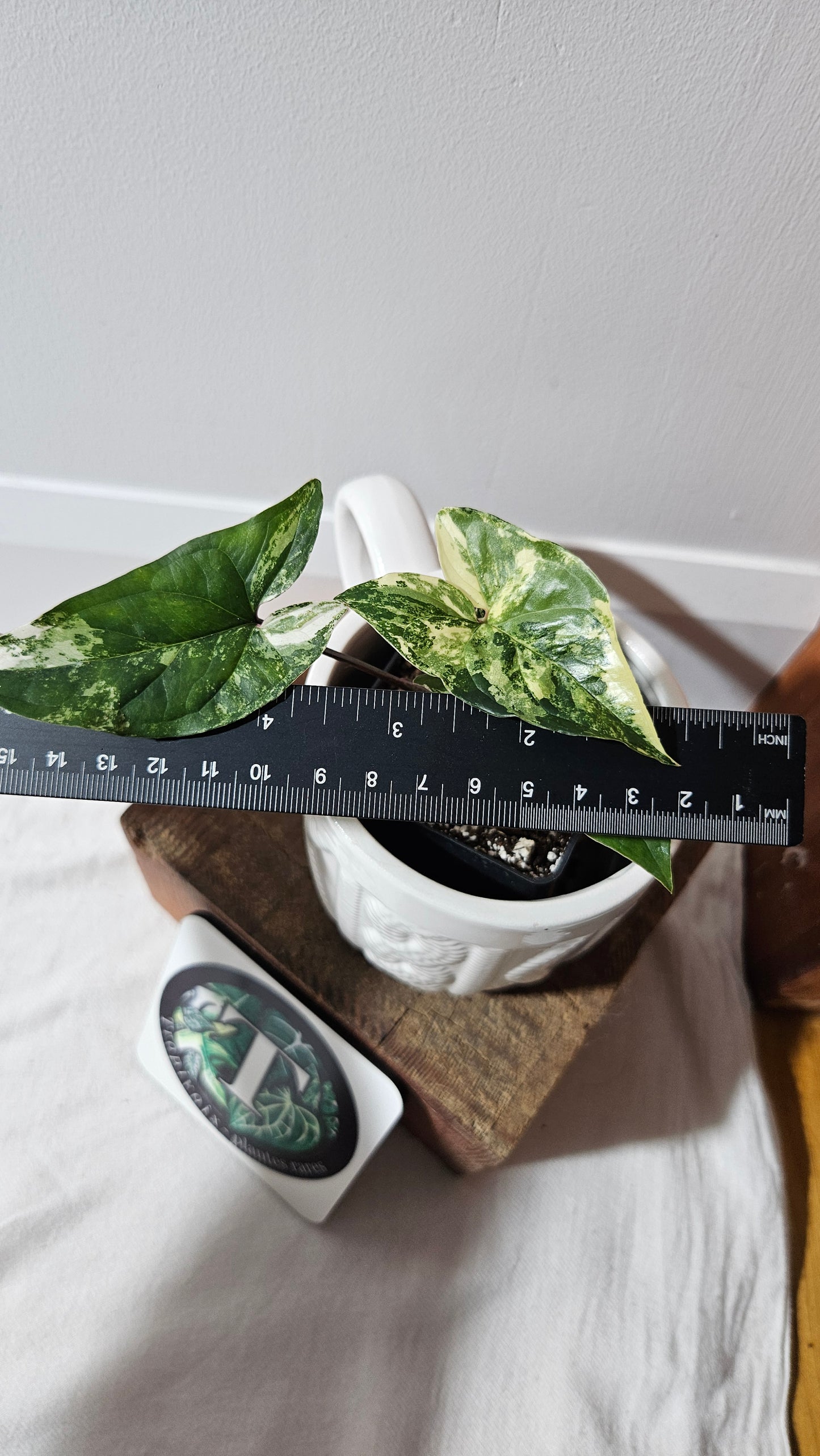 Syngonium Albo (SYN-470)