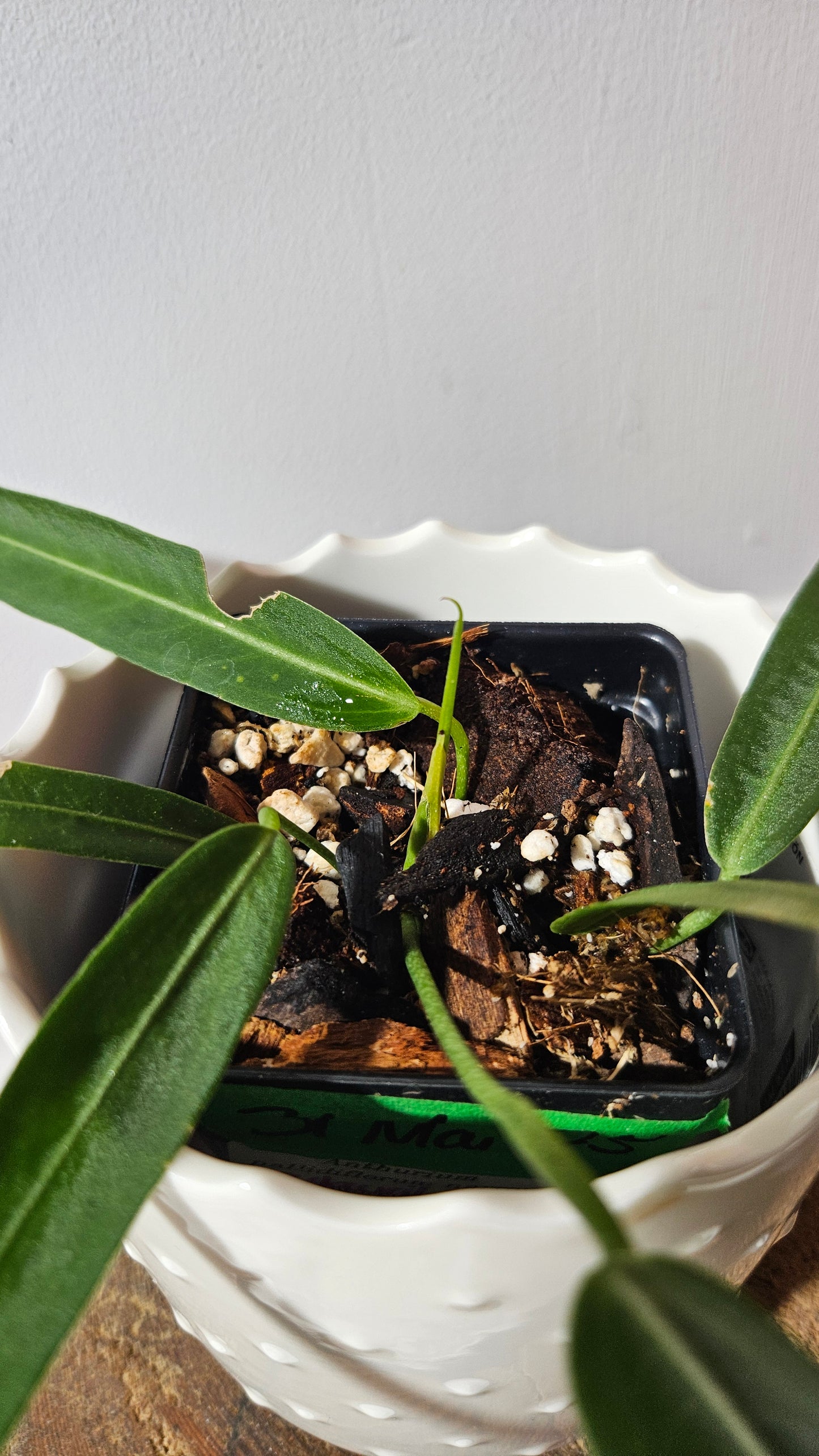 Anthurium Pallidiflorum Narrow "format MOYEN"(ANT-421)