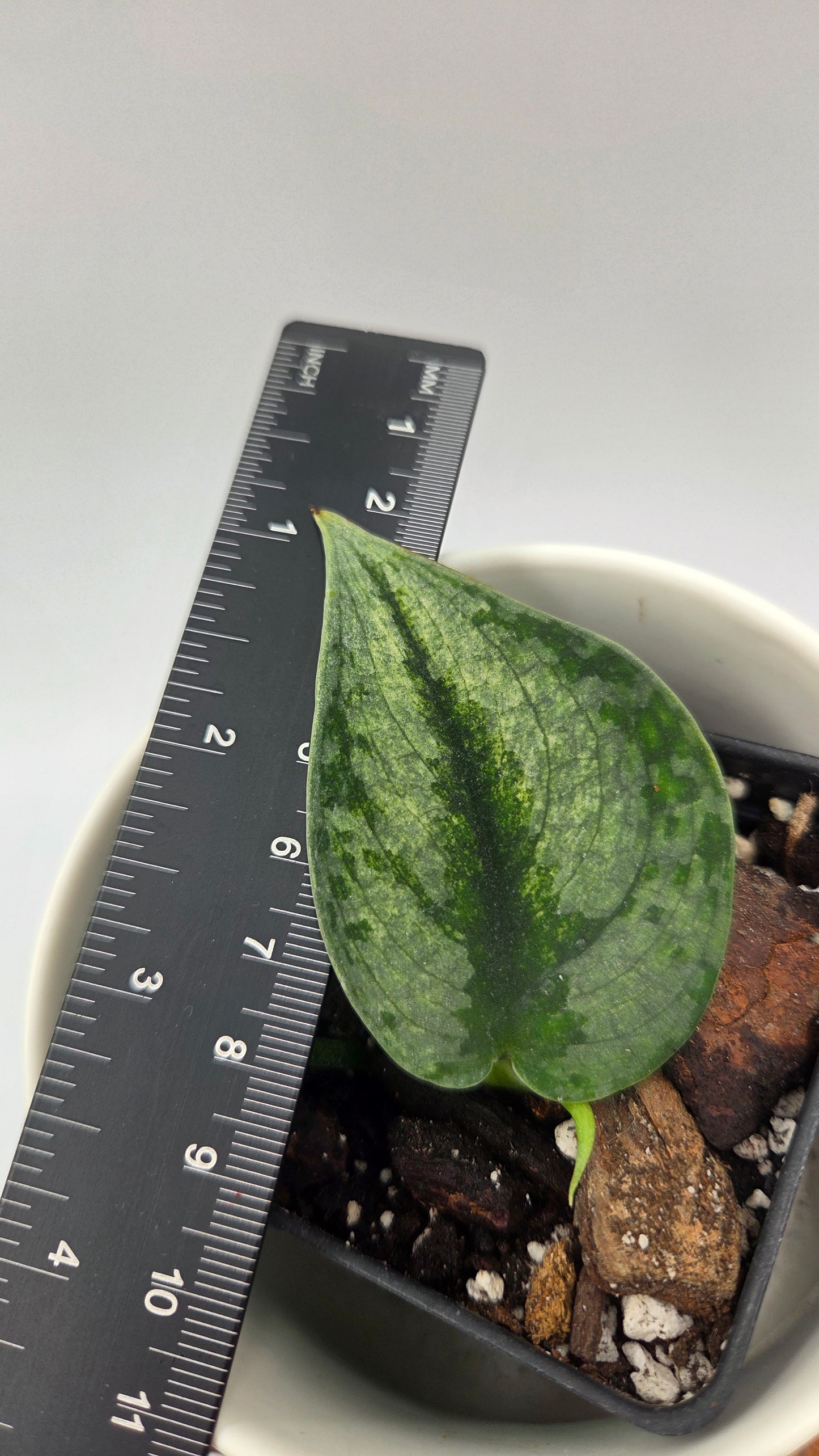 Scindapsus Sparkling Bornéo (SCI-1056)